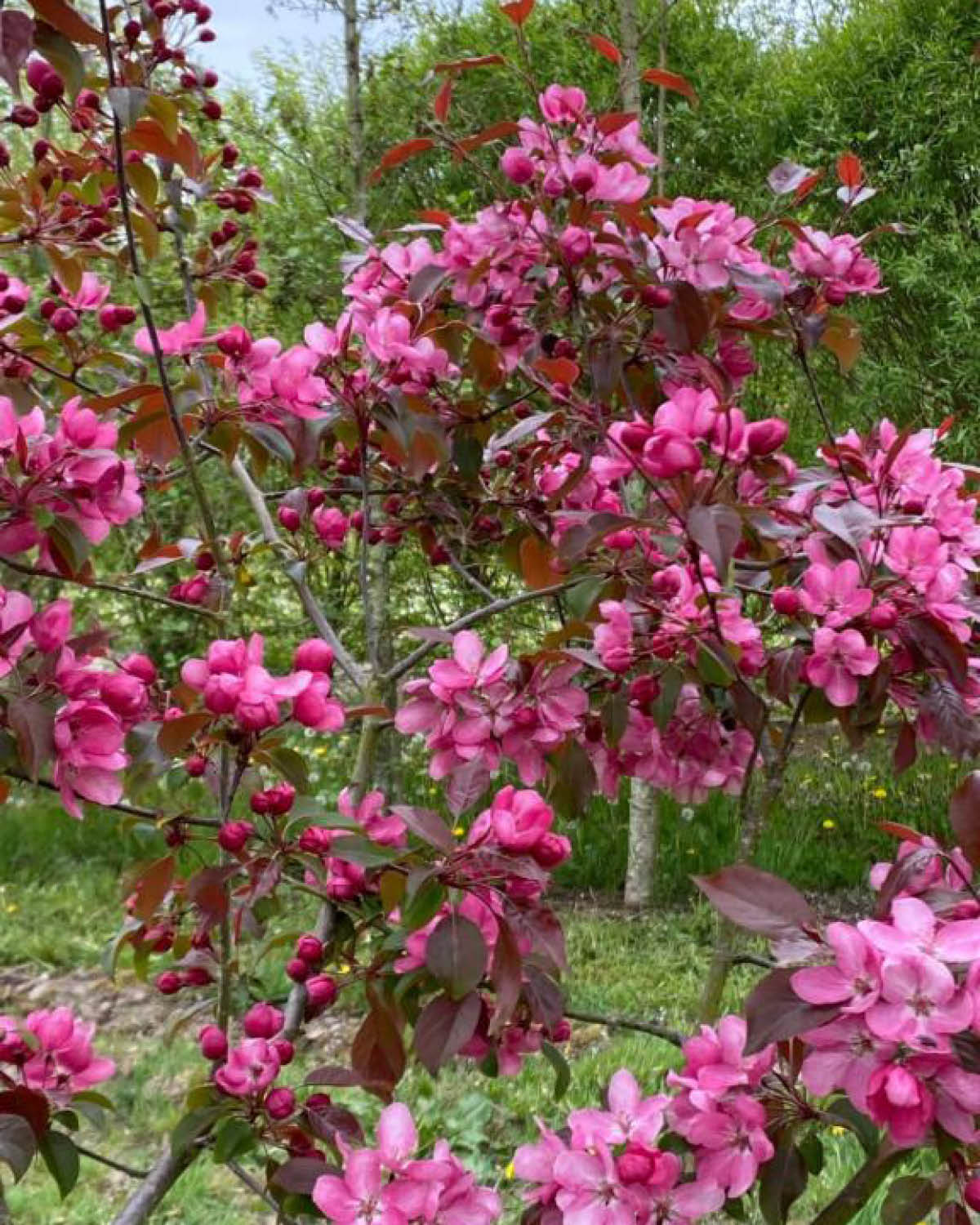 Paradisæbletræ, Malus hyb. 'Rudolph' - 250-300 cm