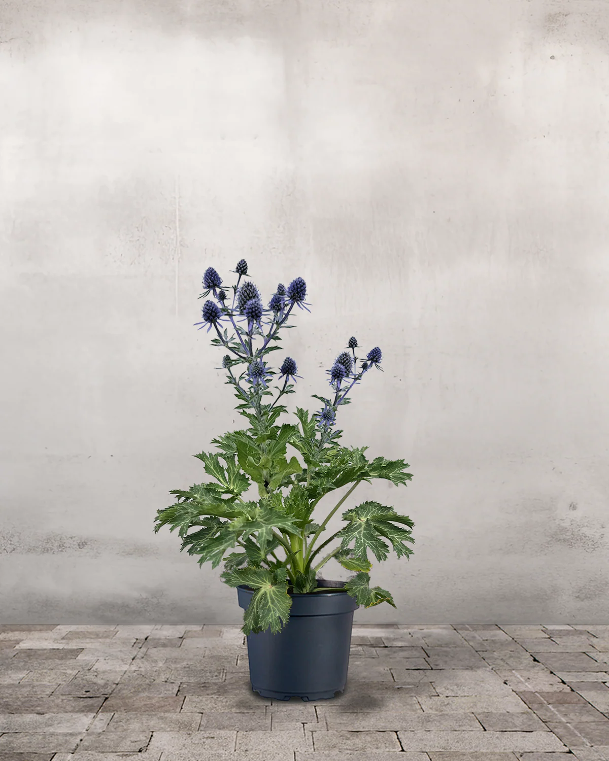 Mandstro, Eryngium 'Big Blue' - 13 cm potte