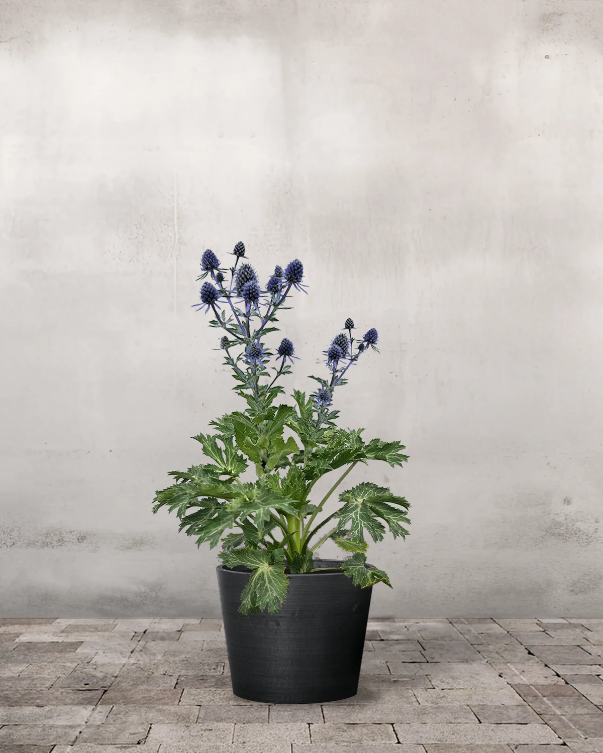 Mandstro, Eryngium 'Big Blue' - 13 cm potte - Image 2