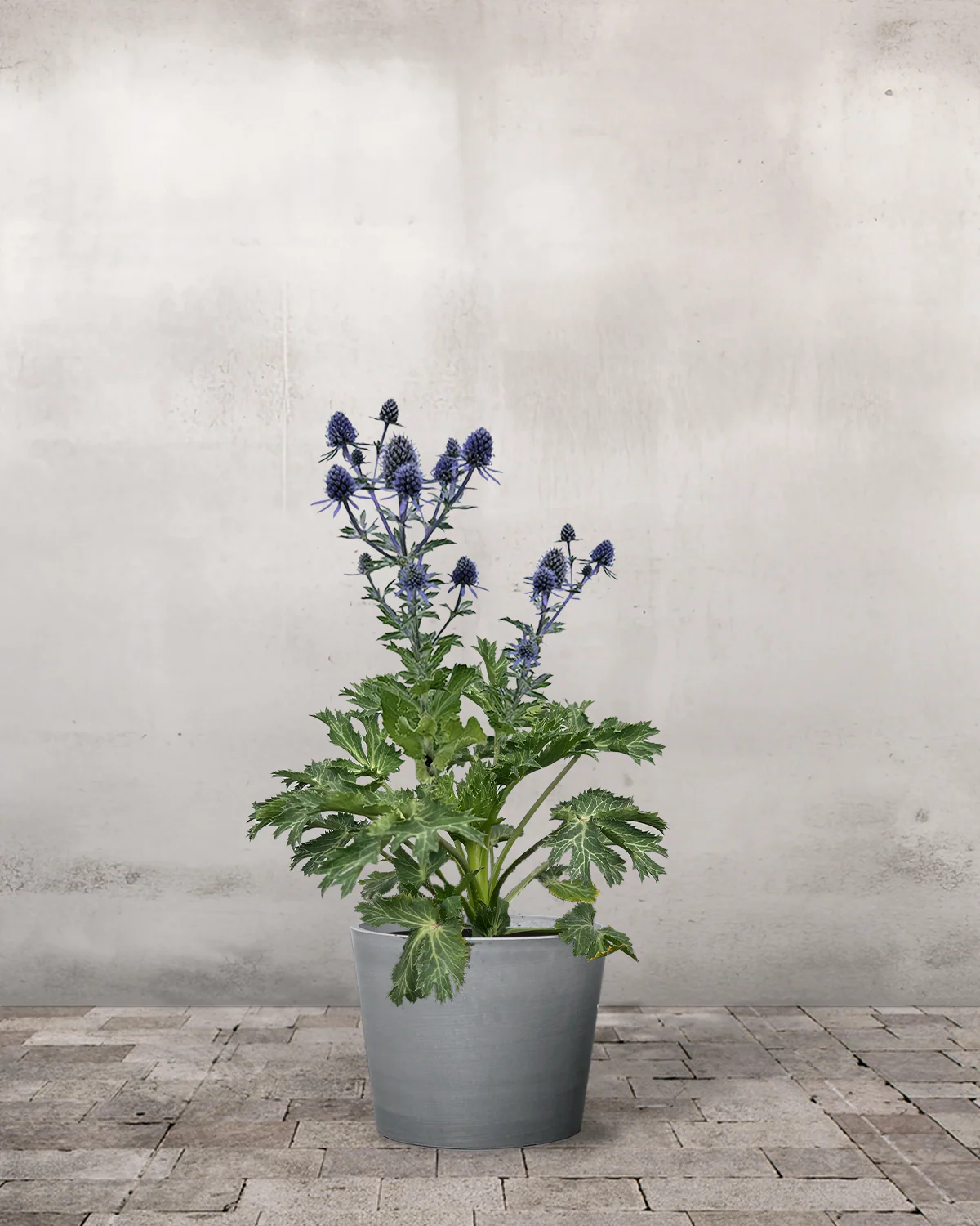 Mandstro, Eryngium 'Big Blue' - 13 cm potte - Image 3