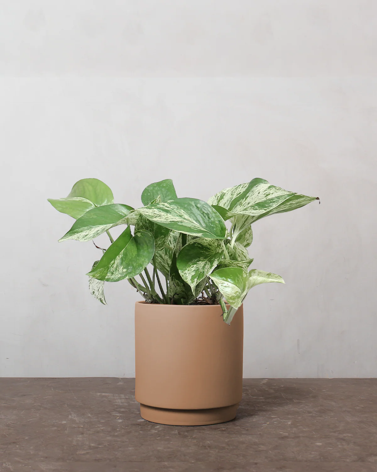 Marble Queen, Epipremnum aureum 'Marble Queen' - 10-15 cm - Image 3