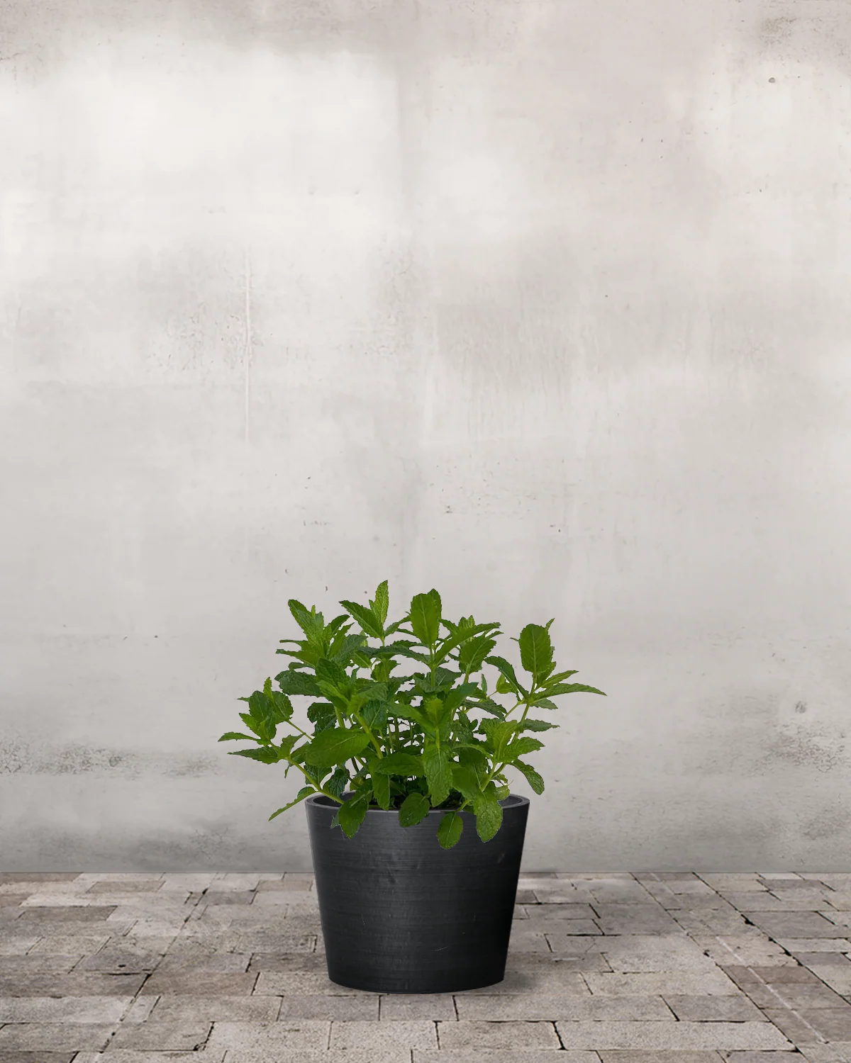Marokkansk mynte, Mentha spicata var. crispa 'Moroccan' - 15-25 cm - Image 3