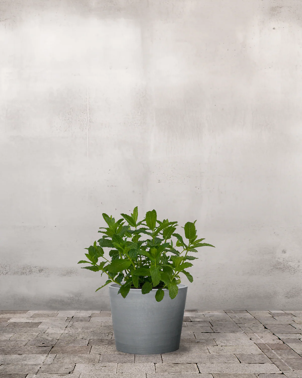 Marokkansk mynte, Mentha spicata var. crispa 'Moroccan' - 15-25 cm - Image 4