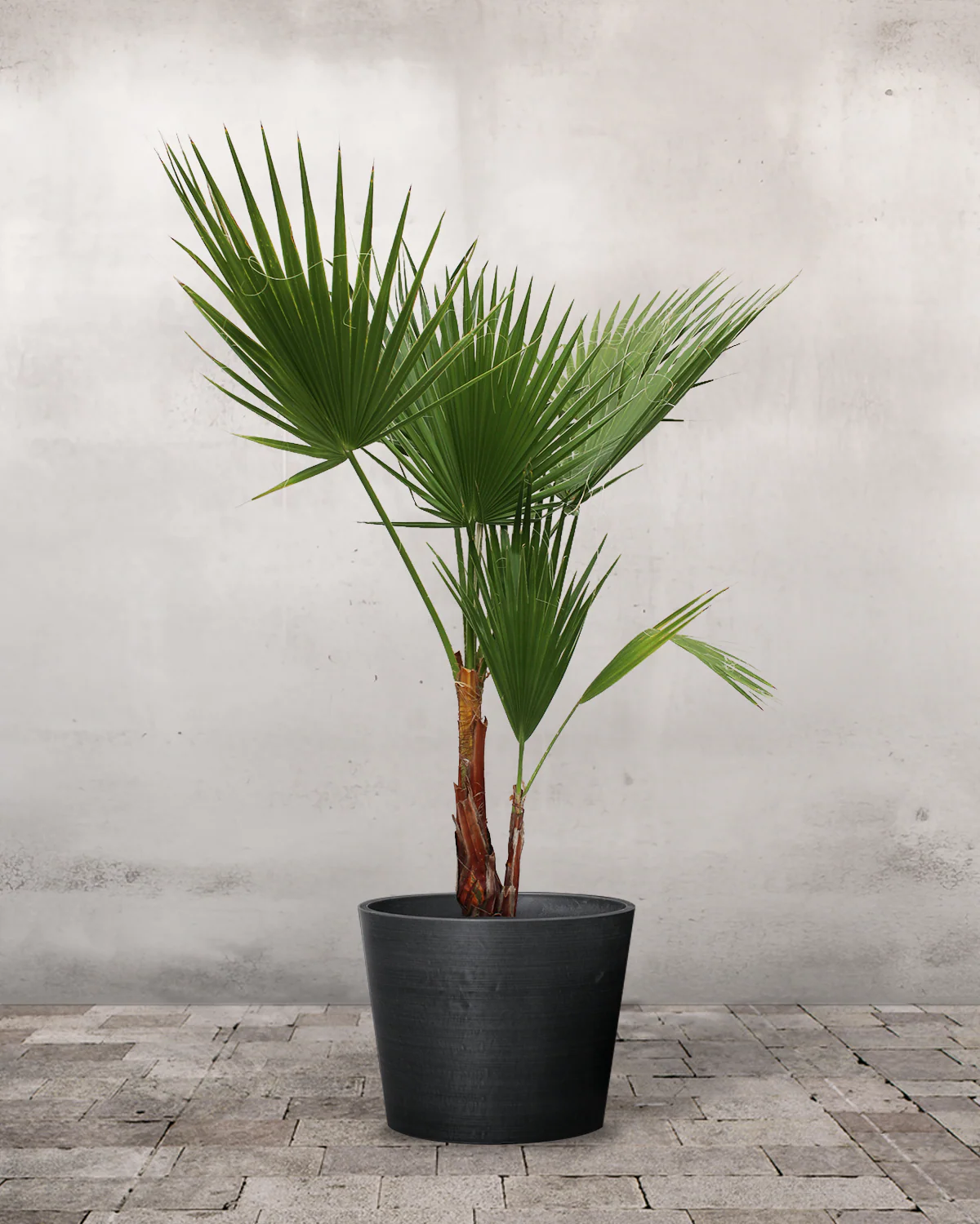 Mexicansk Viftepalme, Washingtonia robusta - 120-130 cm - Image 3