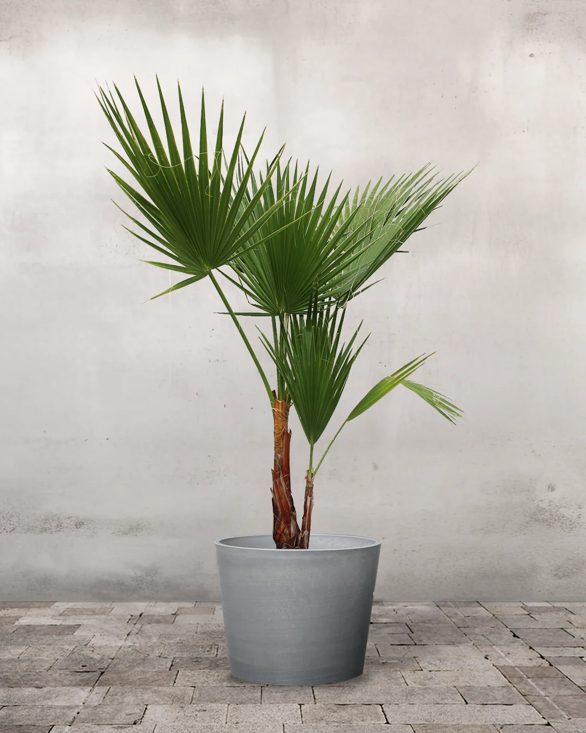 Mexicansk Viftepalme, Washingtonia robusta - 120-130 cm - Image 4