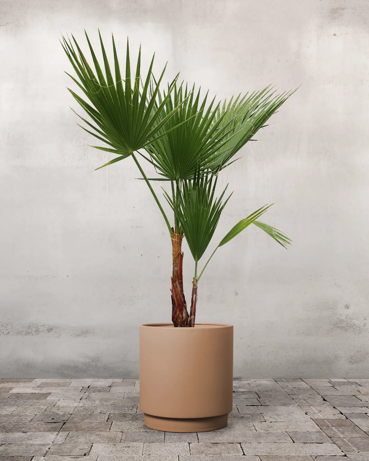 Mexicansk Viftepalme, Washingtonia robusta - 120-130 cm - Image 5