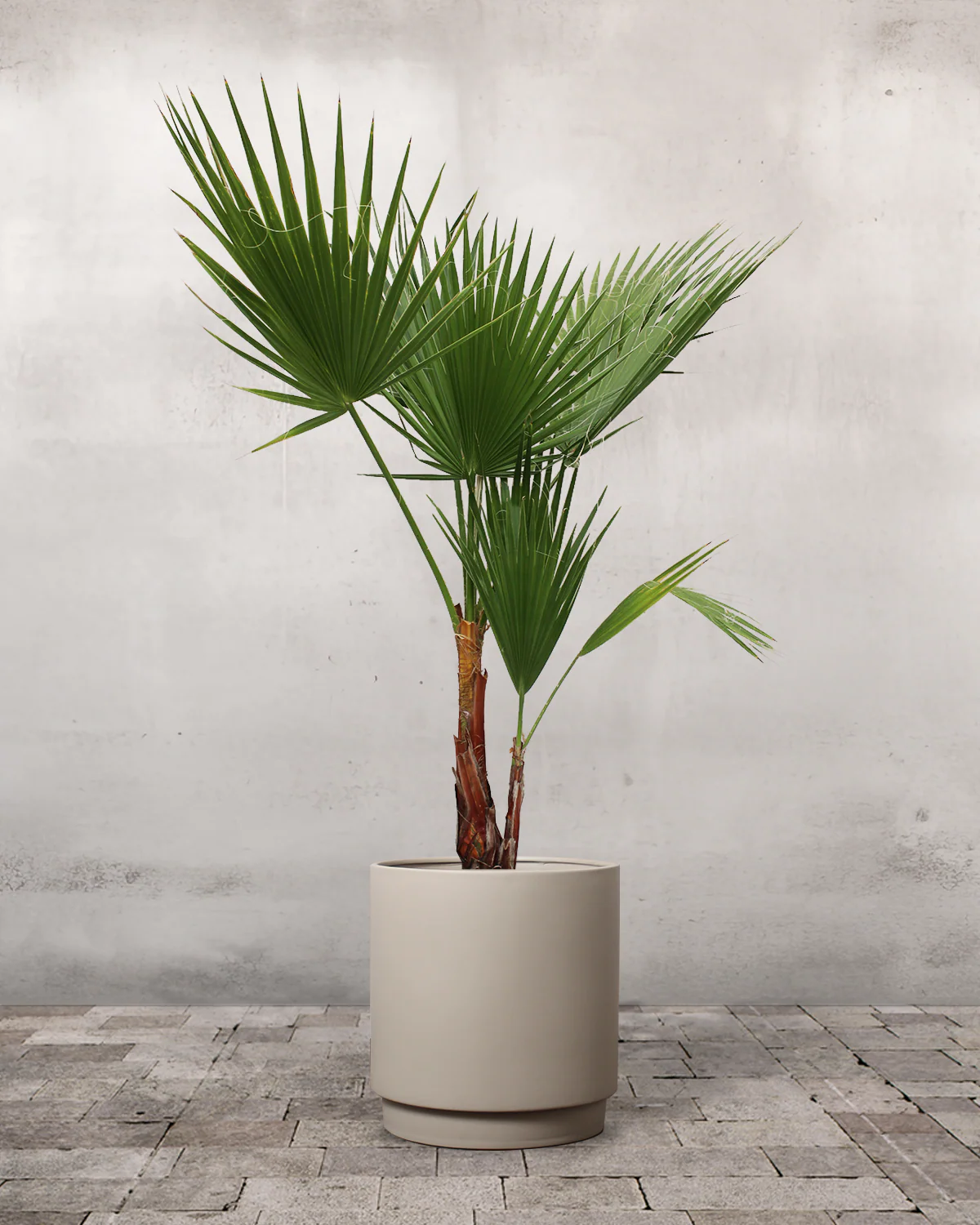 Mexicansk Viftepalme, Washingtonia robusta - 120-130 cm - Image 6