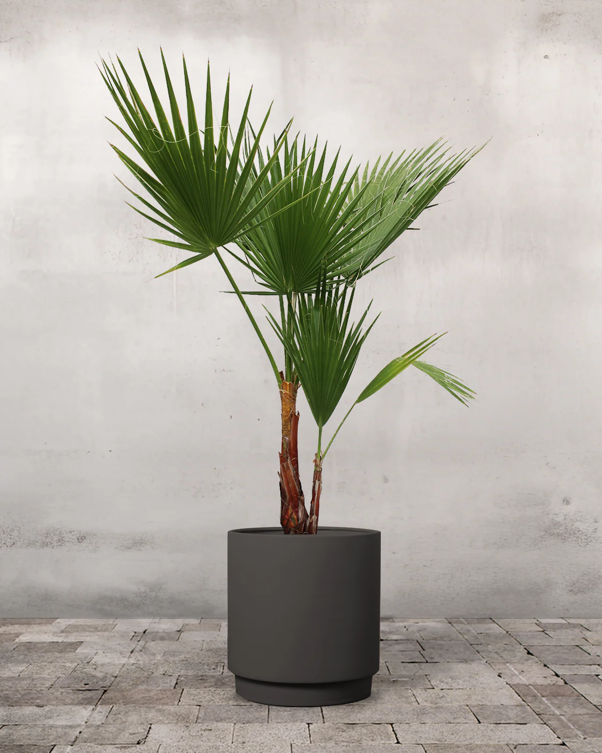 Mexicansk Viftepalme, Washingtonia robusta - 120-130 cm - Image 7