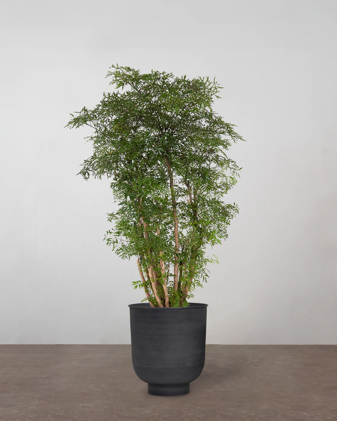 Polyscias Ming - 100-120 cm - Image 7