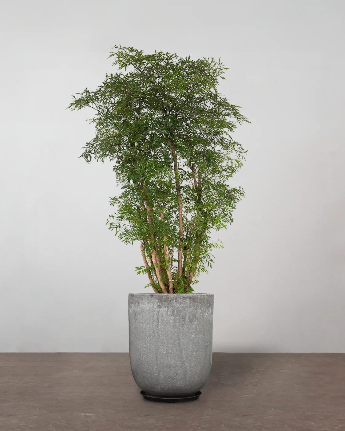 Polyscias Ming - 100-120 cm - Image 8