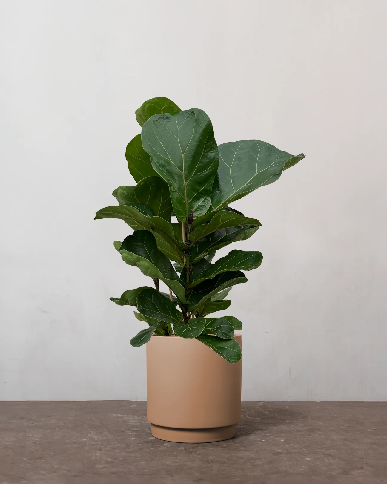 Mini Violinfigen, Ficus Lyrata 'Bambino'- 50-70 cm - Image 4