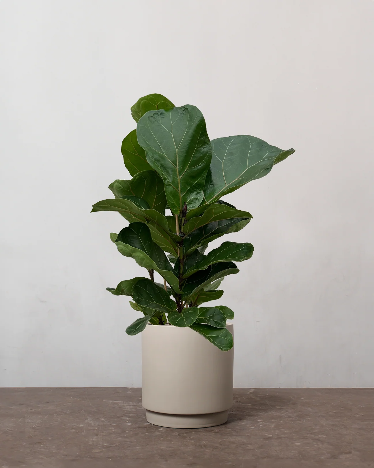Mini Violinfigen, Ficus Lyrata 'Bambino'- 50-70 cm - Image 5