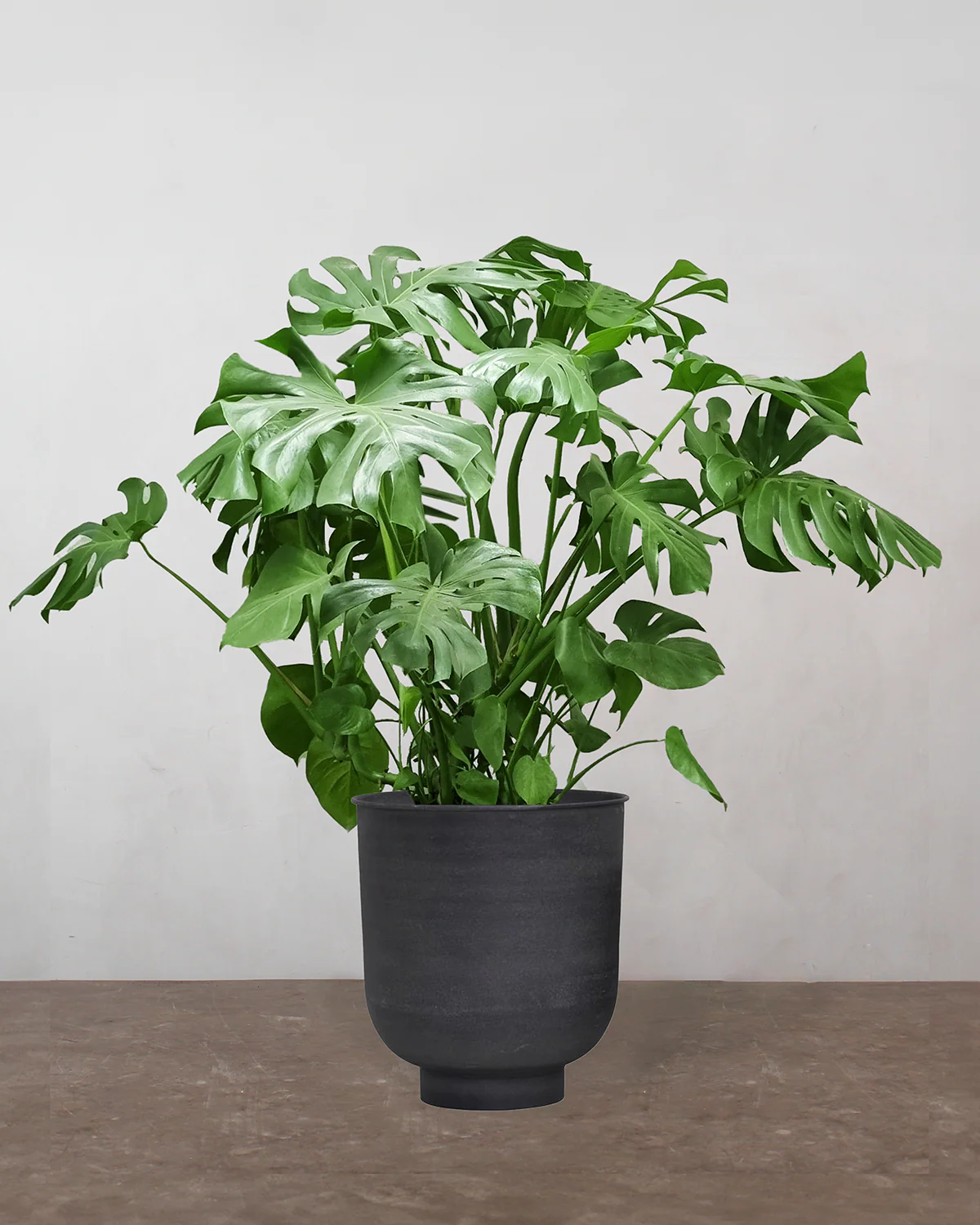 Monstera, Monstera deliciosa - 70-90 cm - Image 8