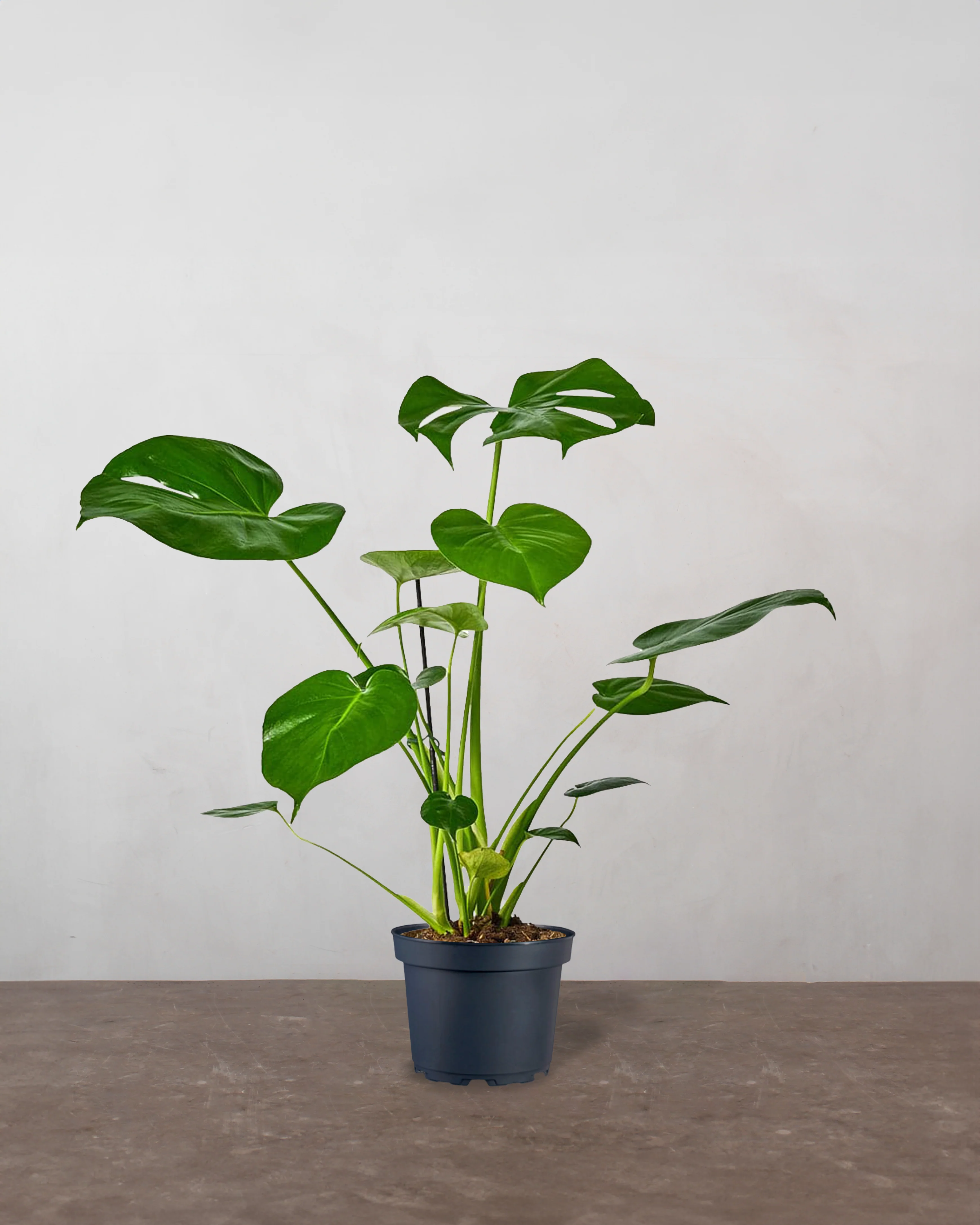 Monstera, Monstera deliciosa - 35-50 cm