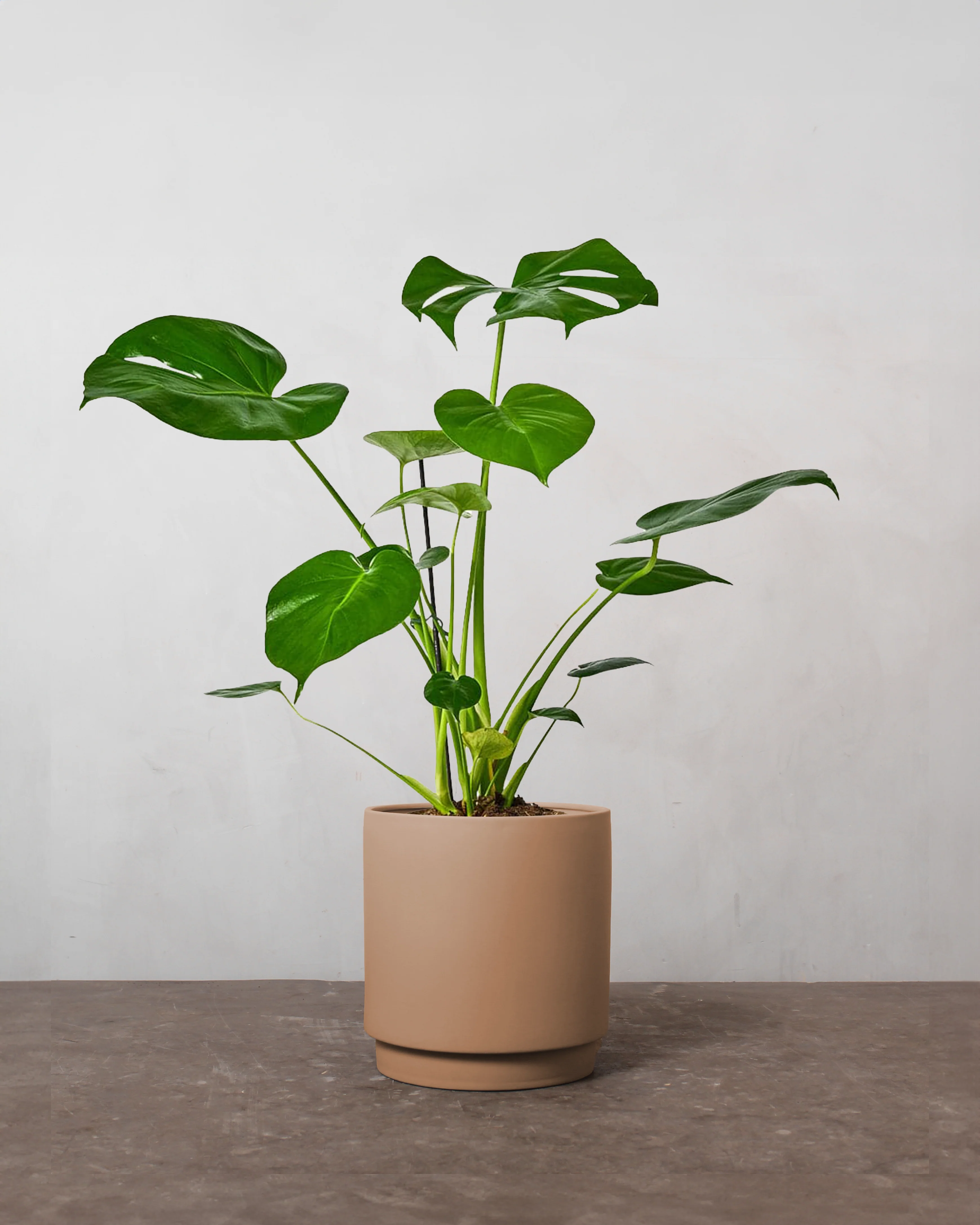 Monstera, Monstera deliciosa - 35-50 cm - Image 3