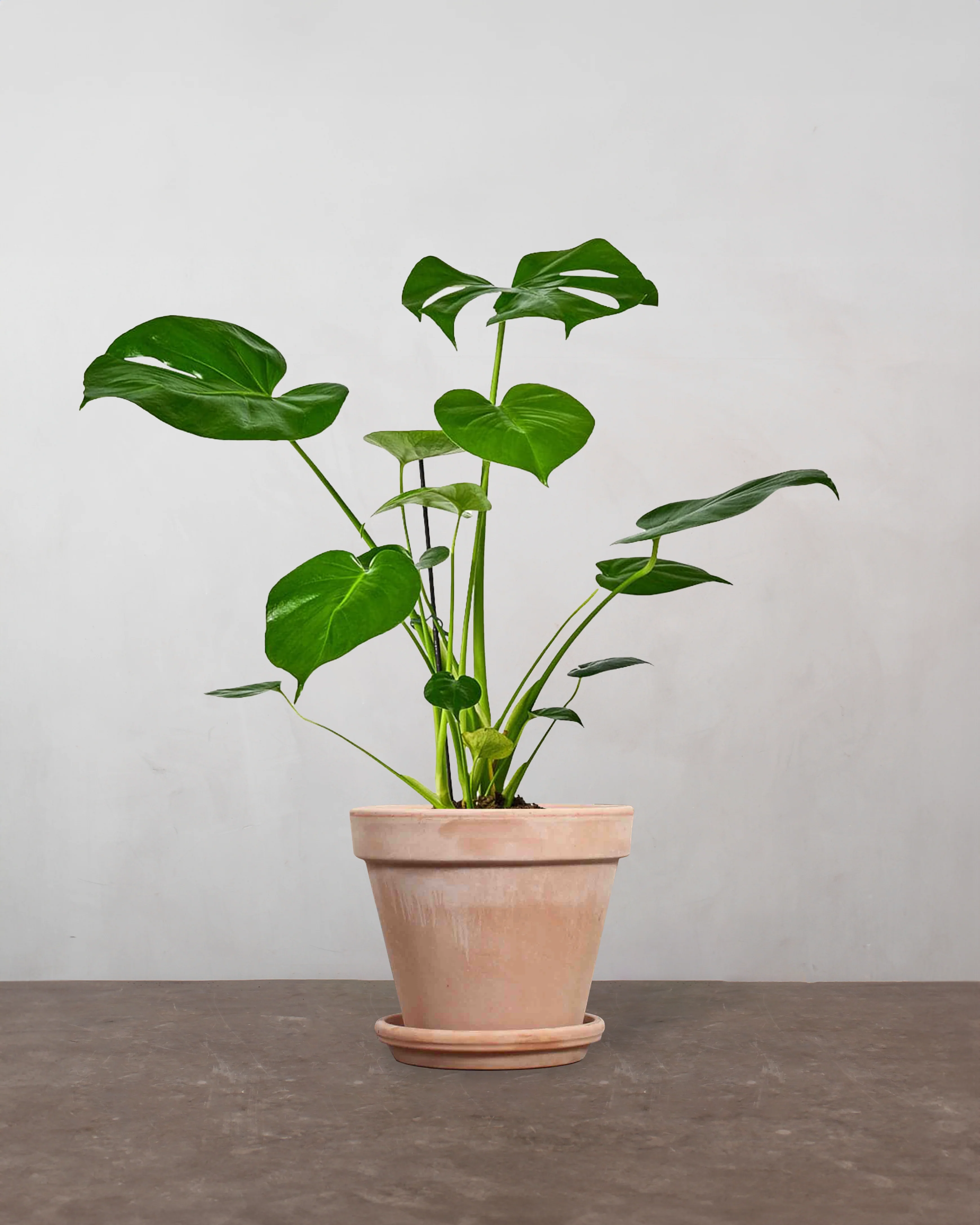 Monstera, Monstera deliciosa - 35-50 cm - Image 6