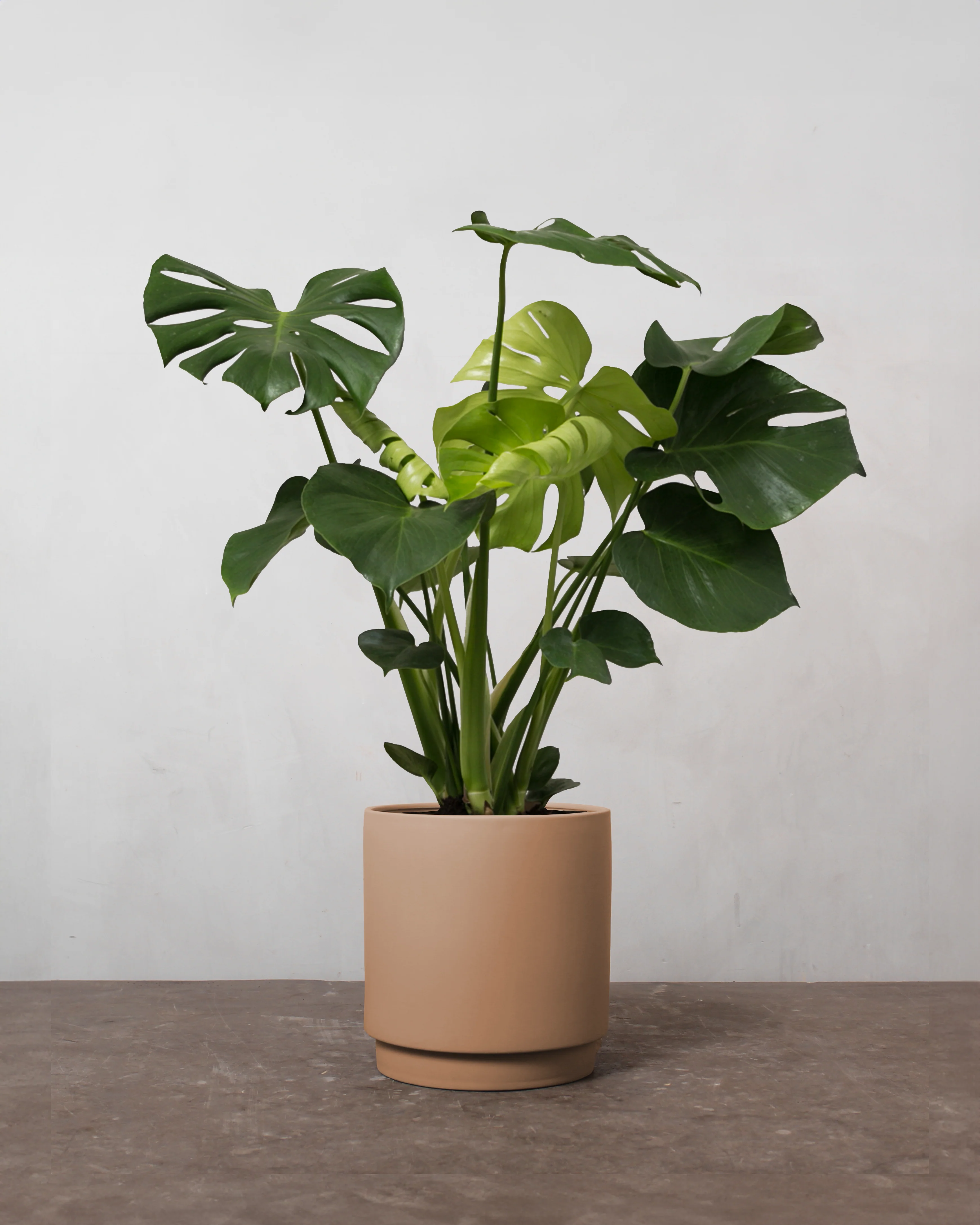 Monstera, Monstera deliciosa - 50-70 cm - Image 3