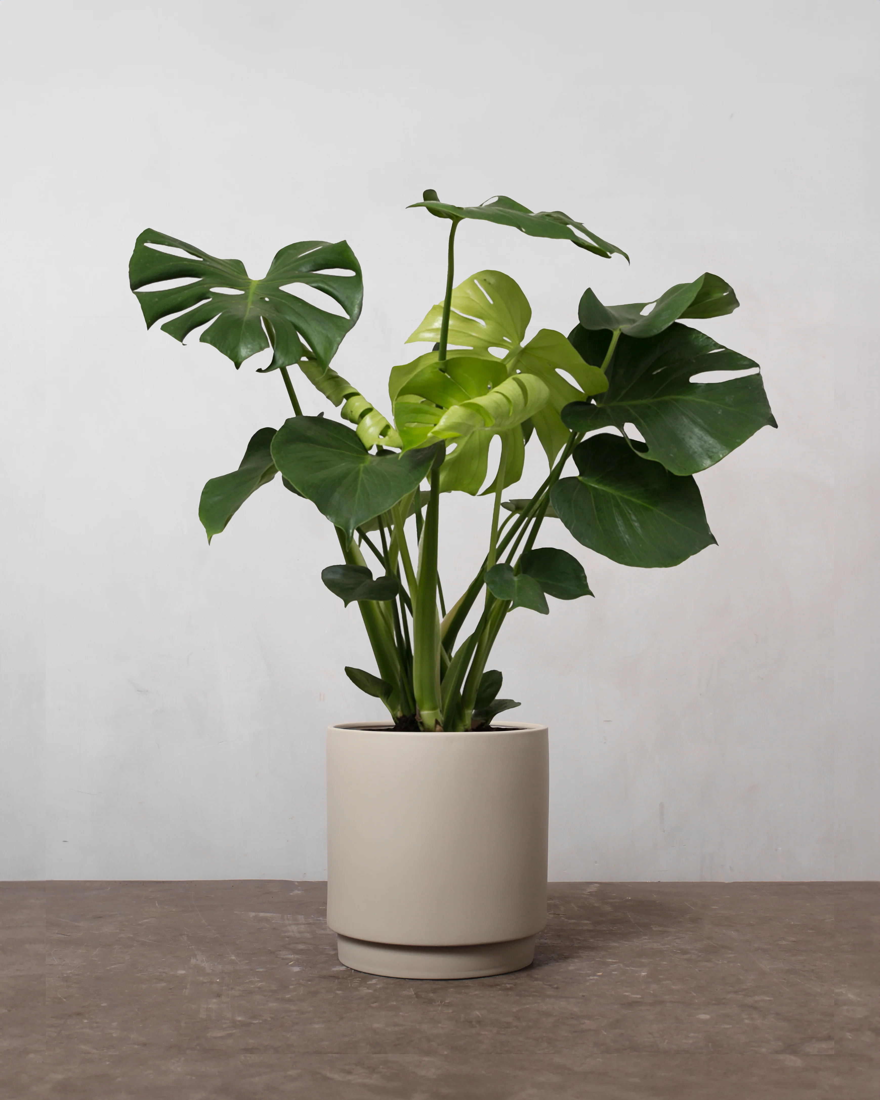 Monstera, Monstera deliciosa - 50-70 cm - Image 4