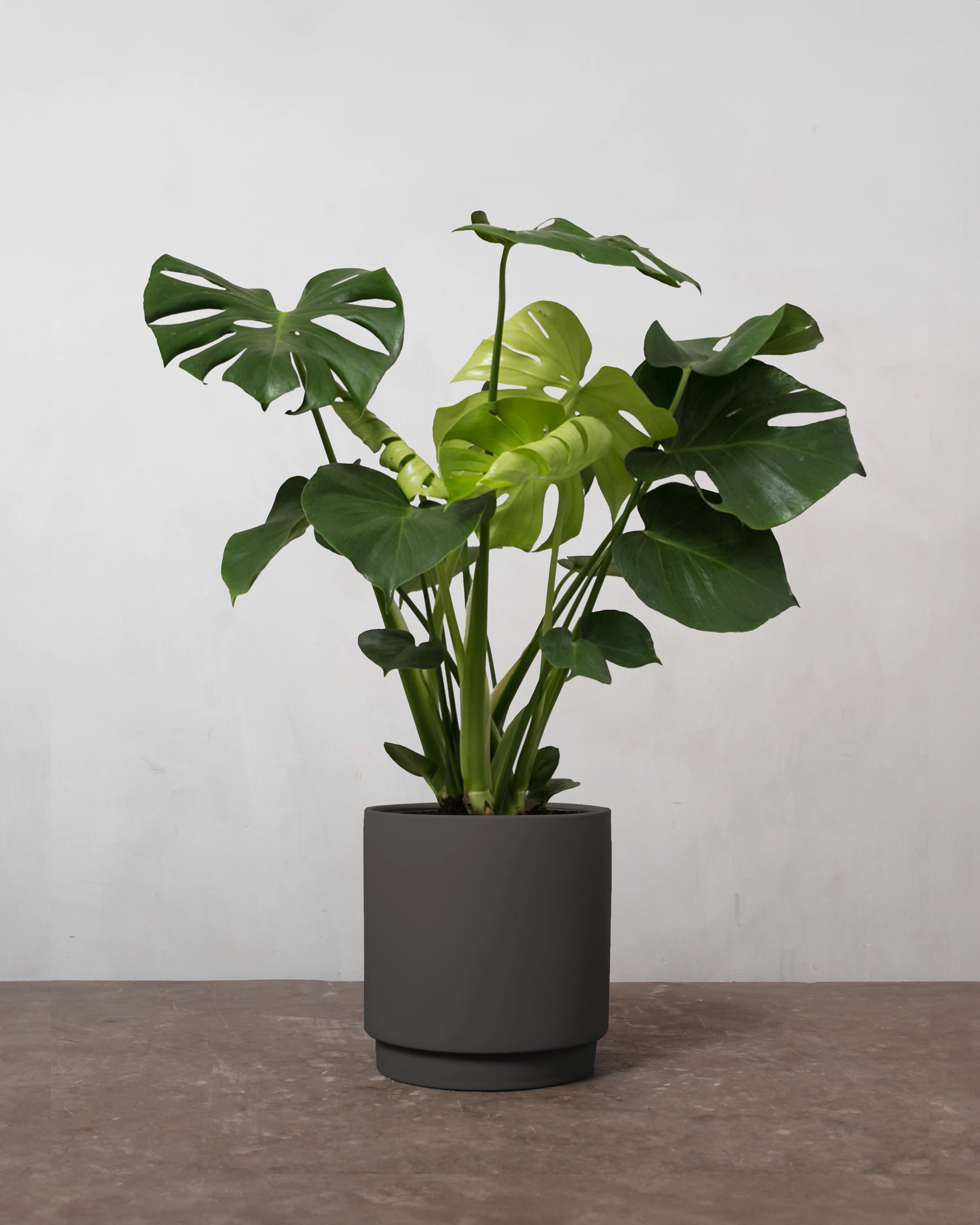 Monstera, Monstera deliciosa - 50-70 cm - Image 5