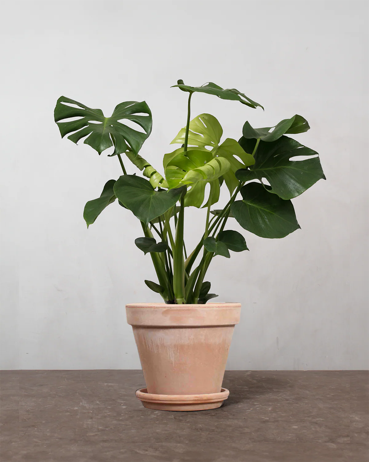 Monstera, Monstera deliciosa - 50-70 cm - Image 6