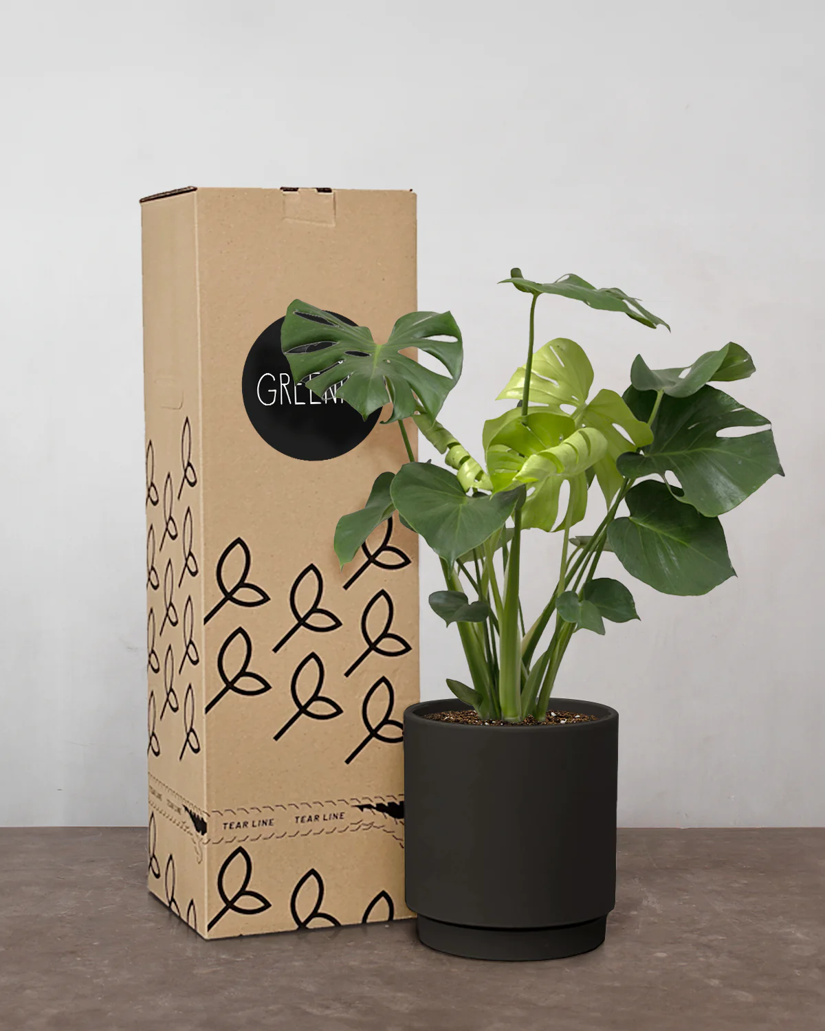 Monstera Deliciosa - 35-50 cm - Inkl. Gaveæske & Kort - Image 3