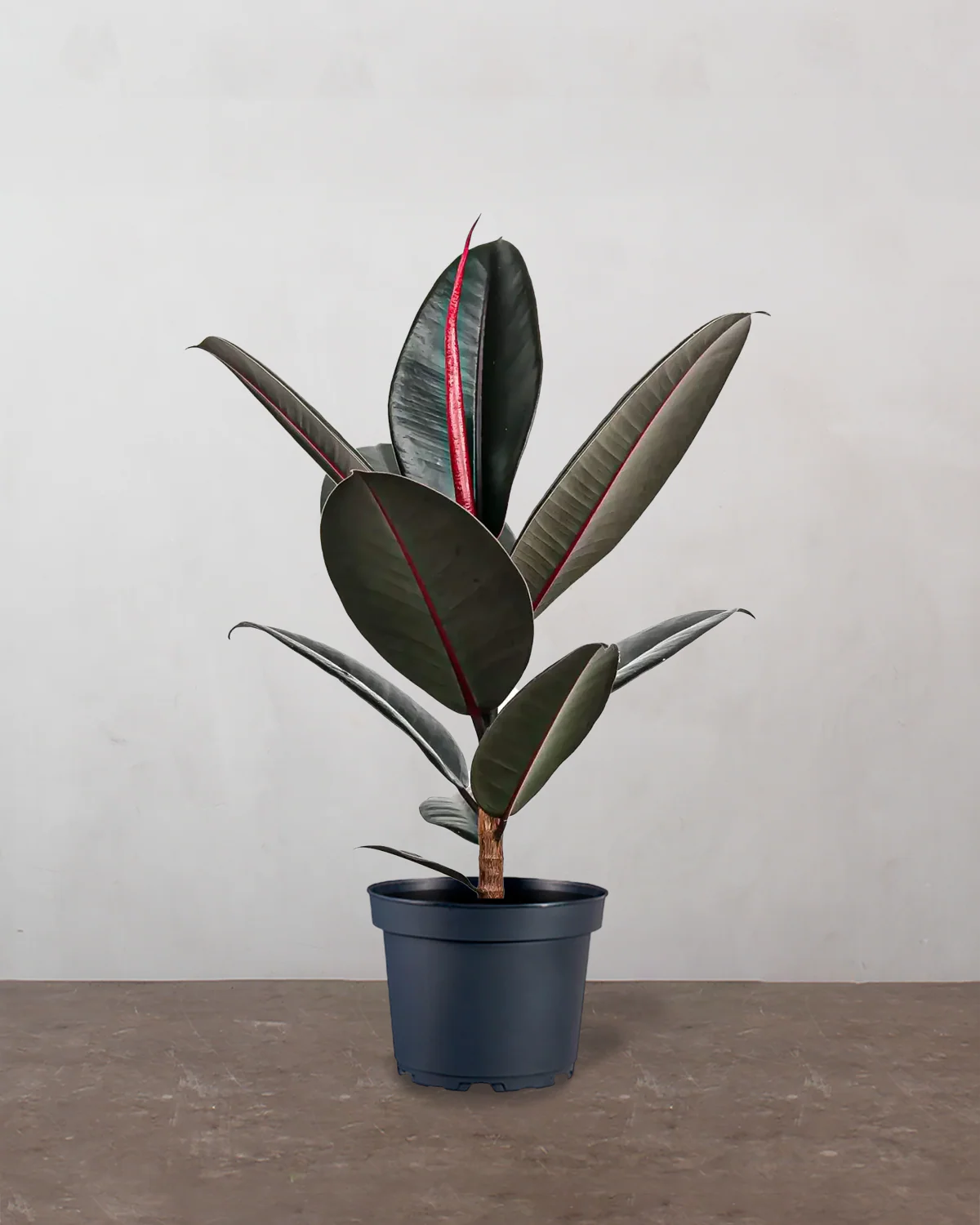 Mørkbladet Gummitræ, Ficus elastica 'Abidjan' - 40-60 cm
