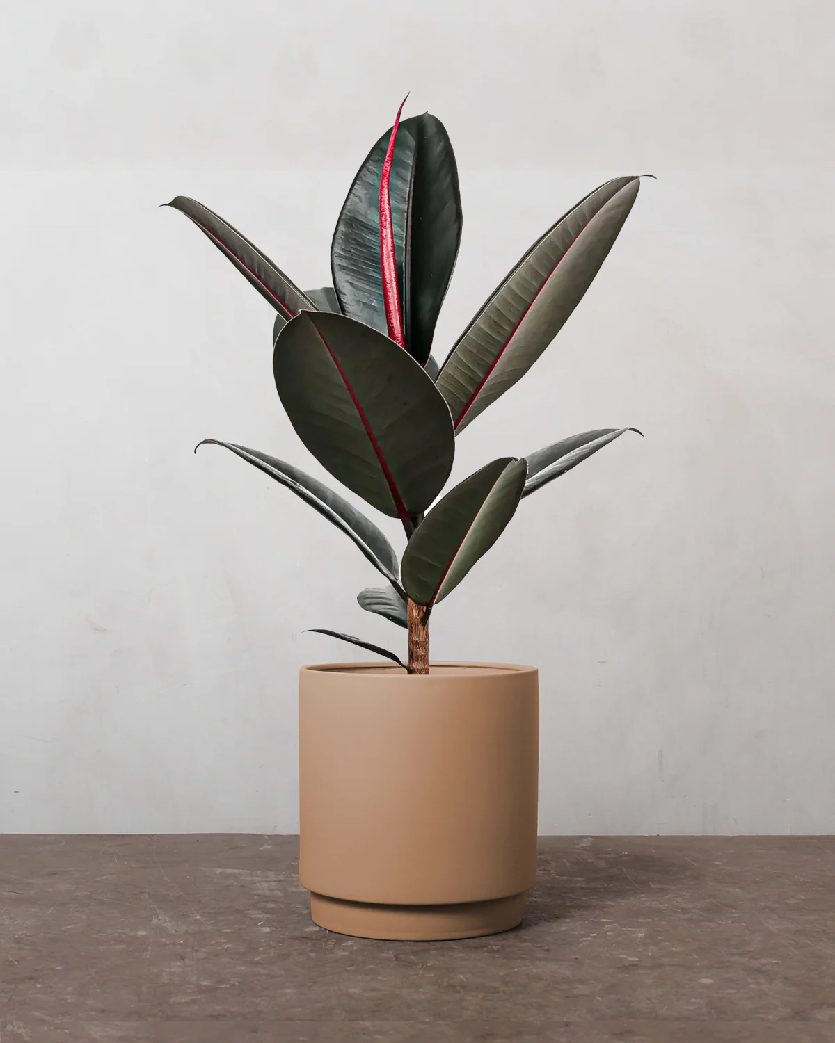 Mørkbladet Gummitræ, Ficus elastica 'Abidjan' - 40-60 cm - Image 3