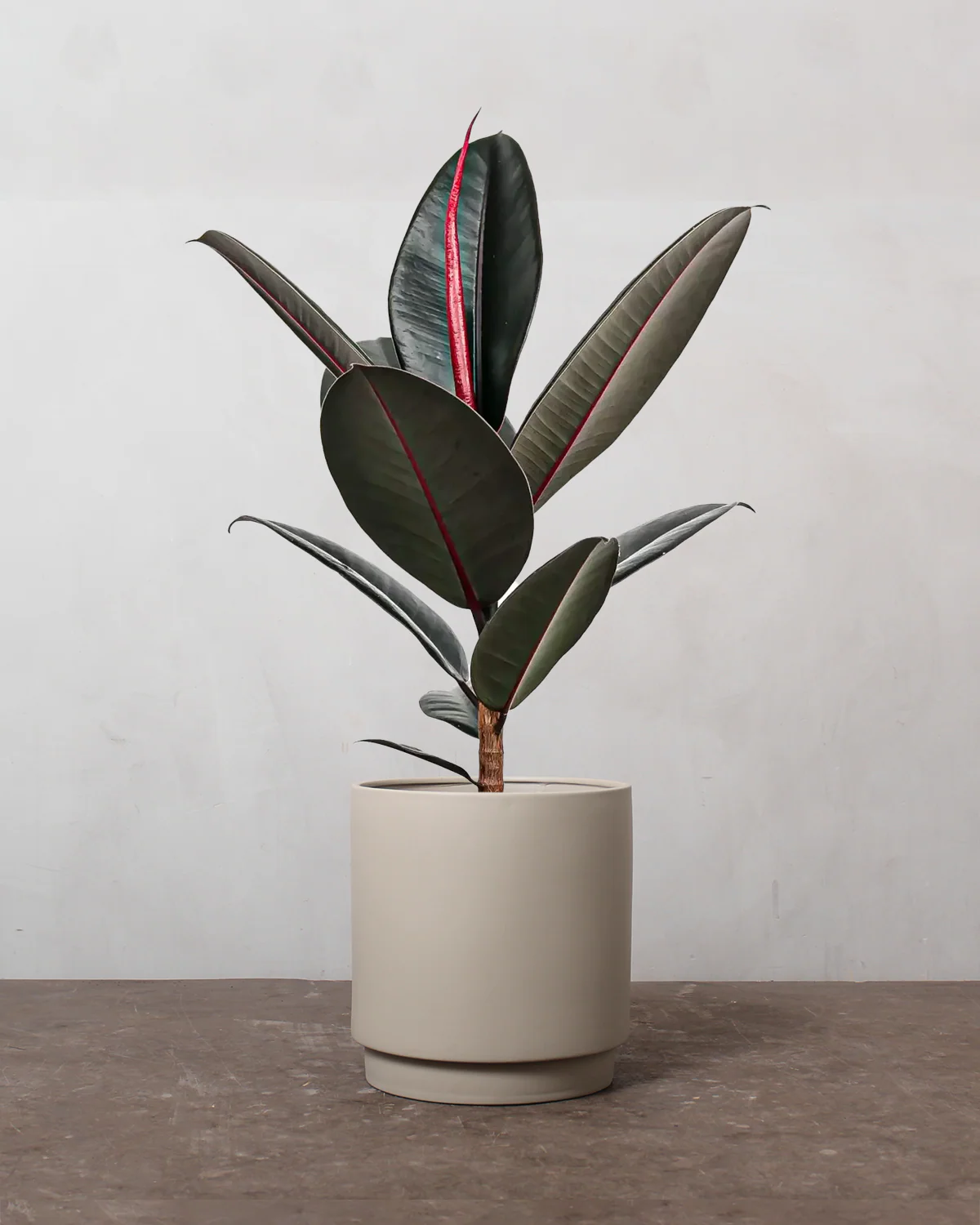 Mørkbladet Gummitræ, Ficus elastica 'Abidjan' - 40-60 cm - Image 4