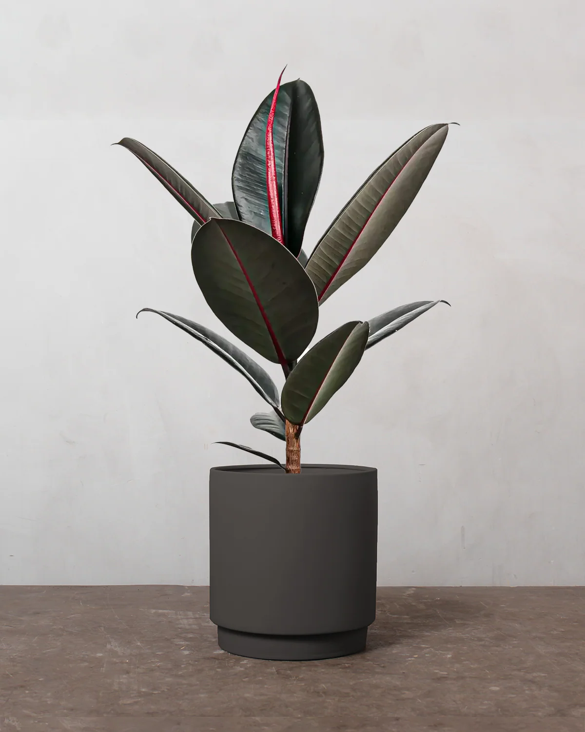 Mørkbladet Gummitræ, Ficus elastica 'Abidjan' - 40-60 cm - Image 5