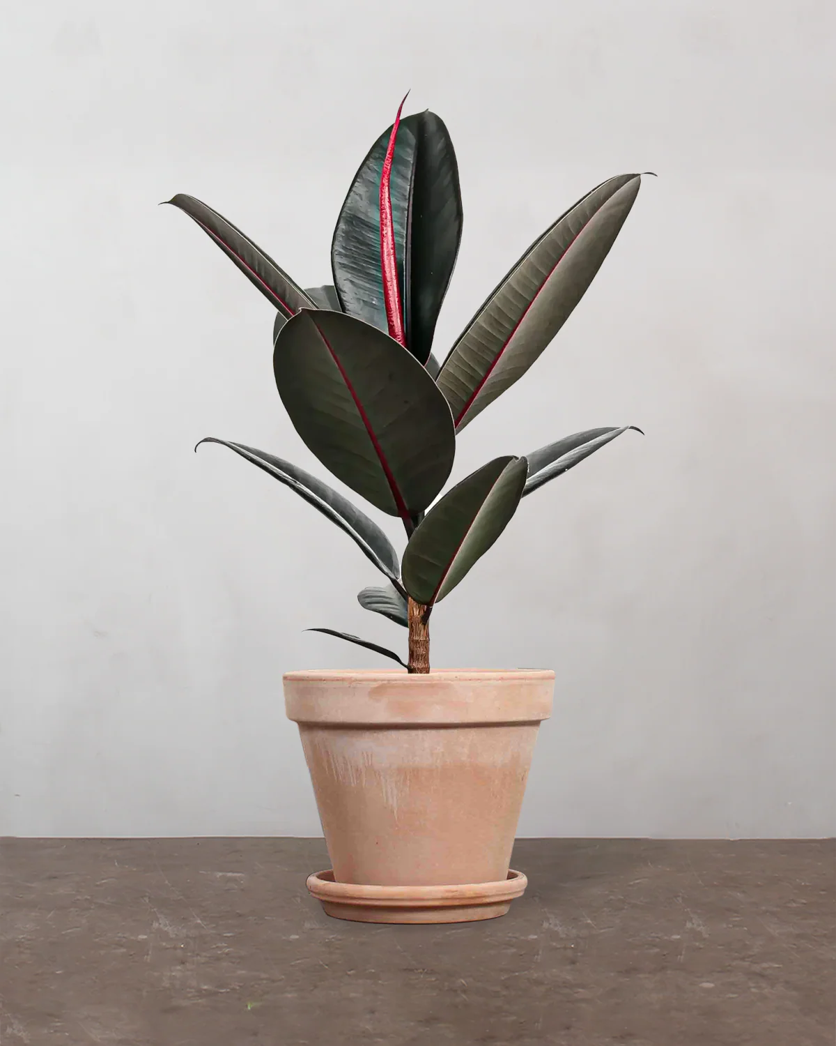 Mørkbladet Gummitræ, Ficus elastica 'Abidjan' - 40-60 cm - Image 6