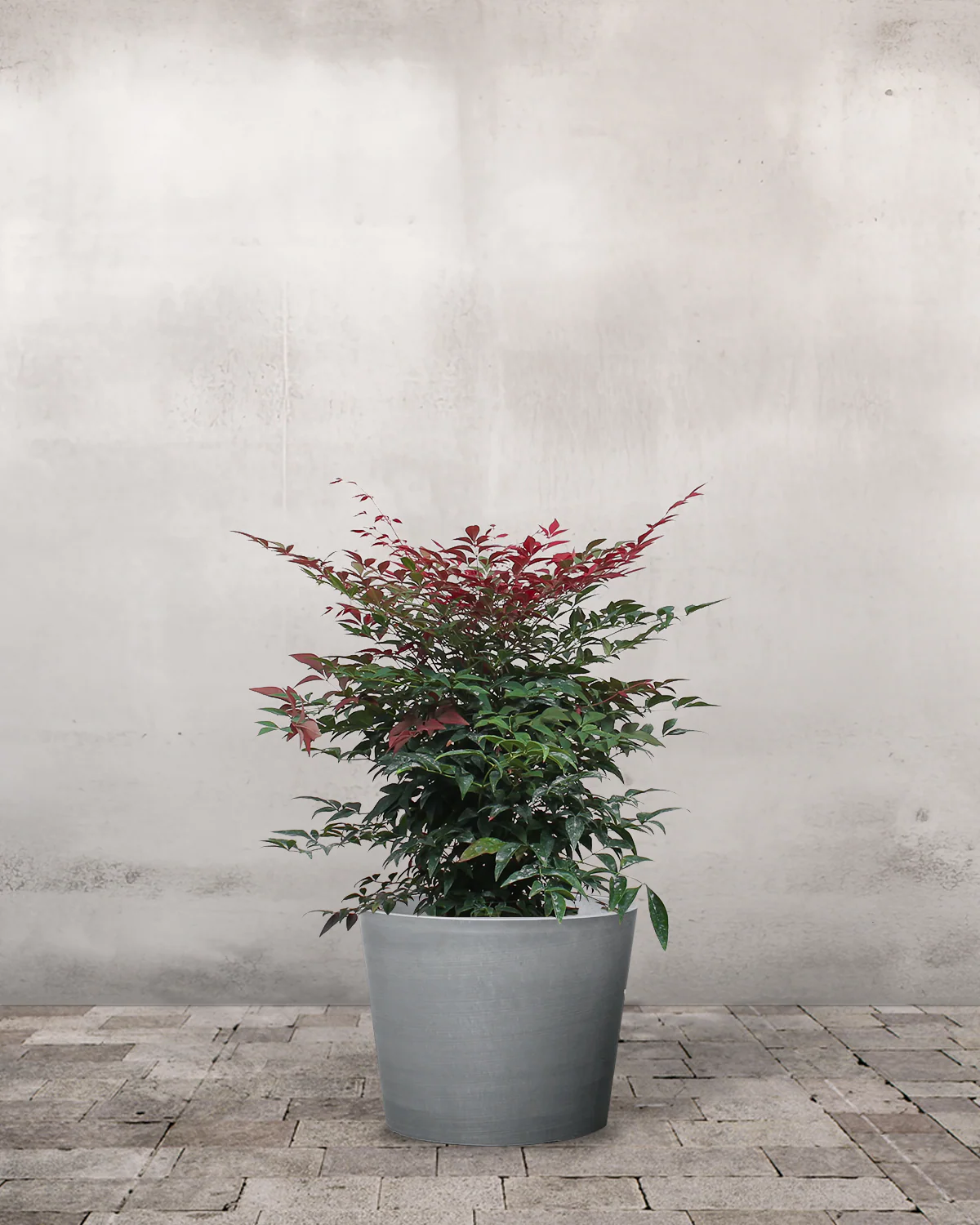 Nandina, Nandina domestica - 40-60 cm - Image 3