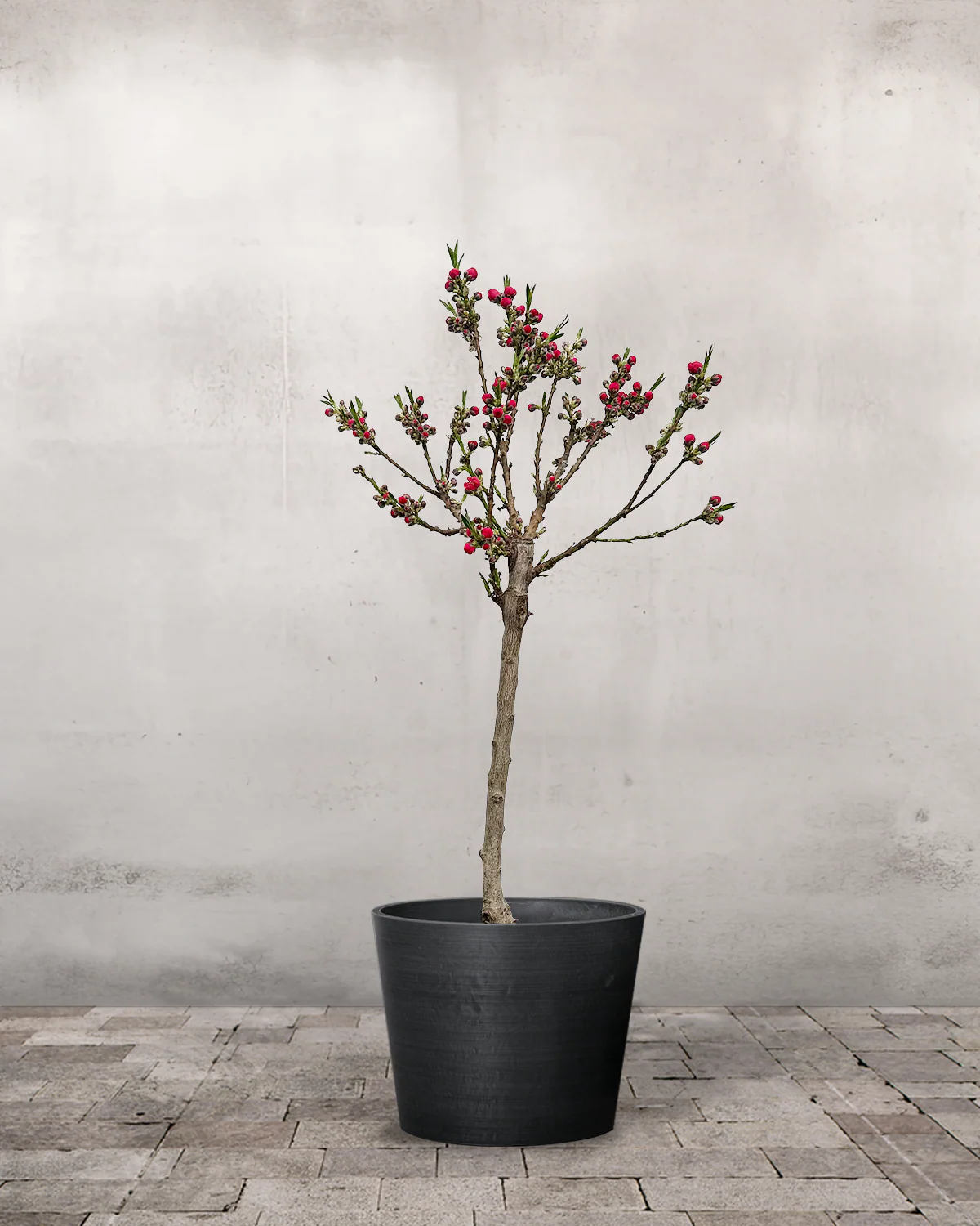 Nektarin, Prunus Persica var. Nucipersica - 60-80 cm - Image 3