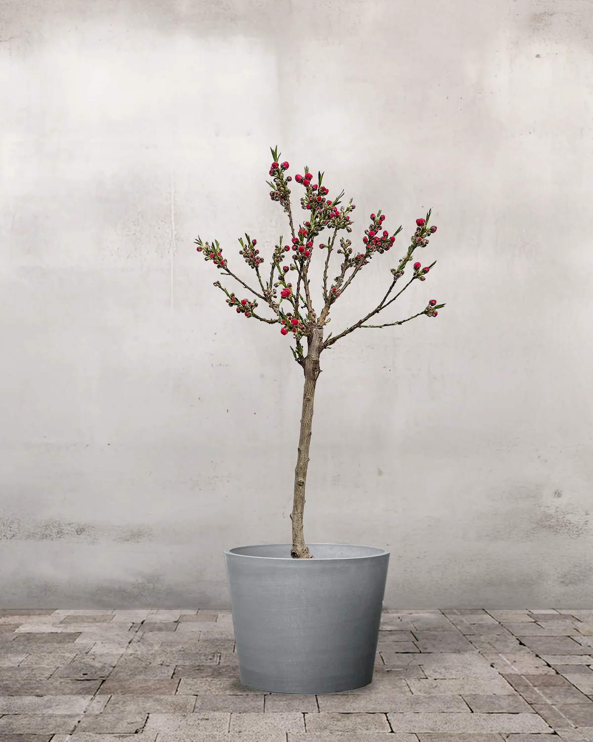 Nektarin, Prunus Persica var. Nucipersica - 60-80 cm - Image 4