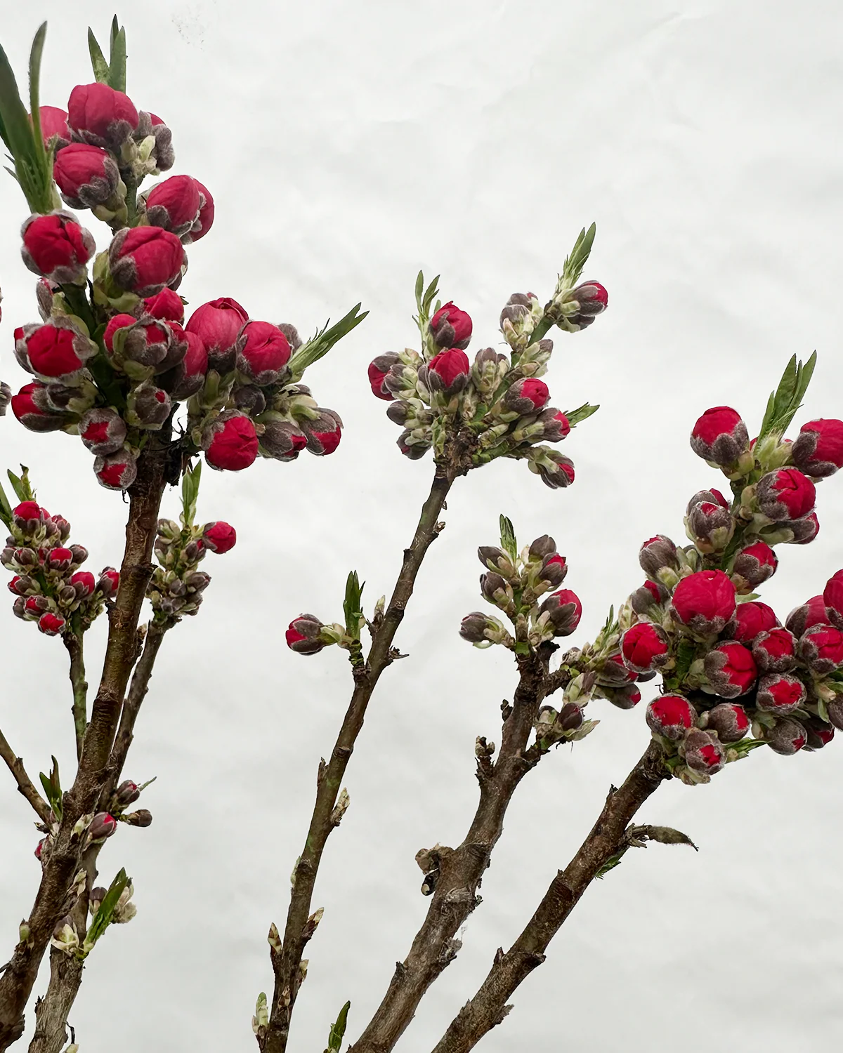 Nektarin, Prunus Persica var. Nucipersica - 60-80 cm - Image 5