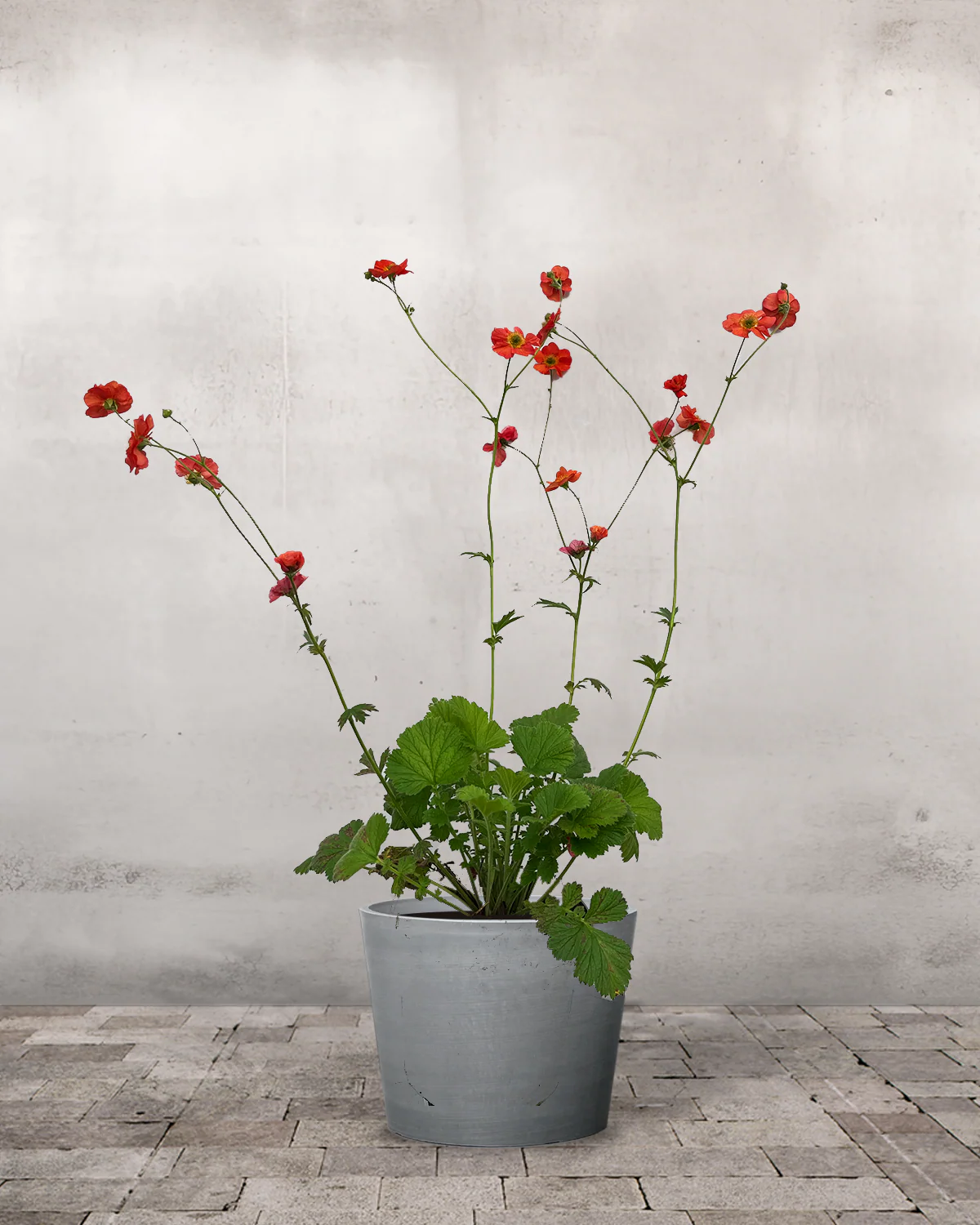 Nellikerod Geum 'Scarlet Tempest' - 12 cm potte - Image 3
