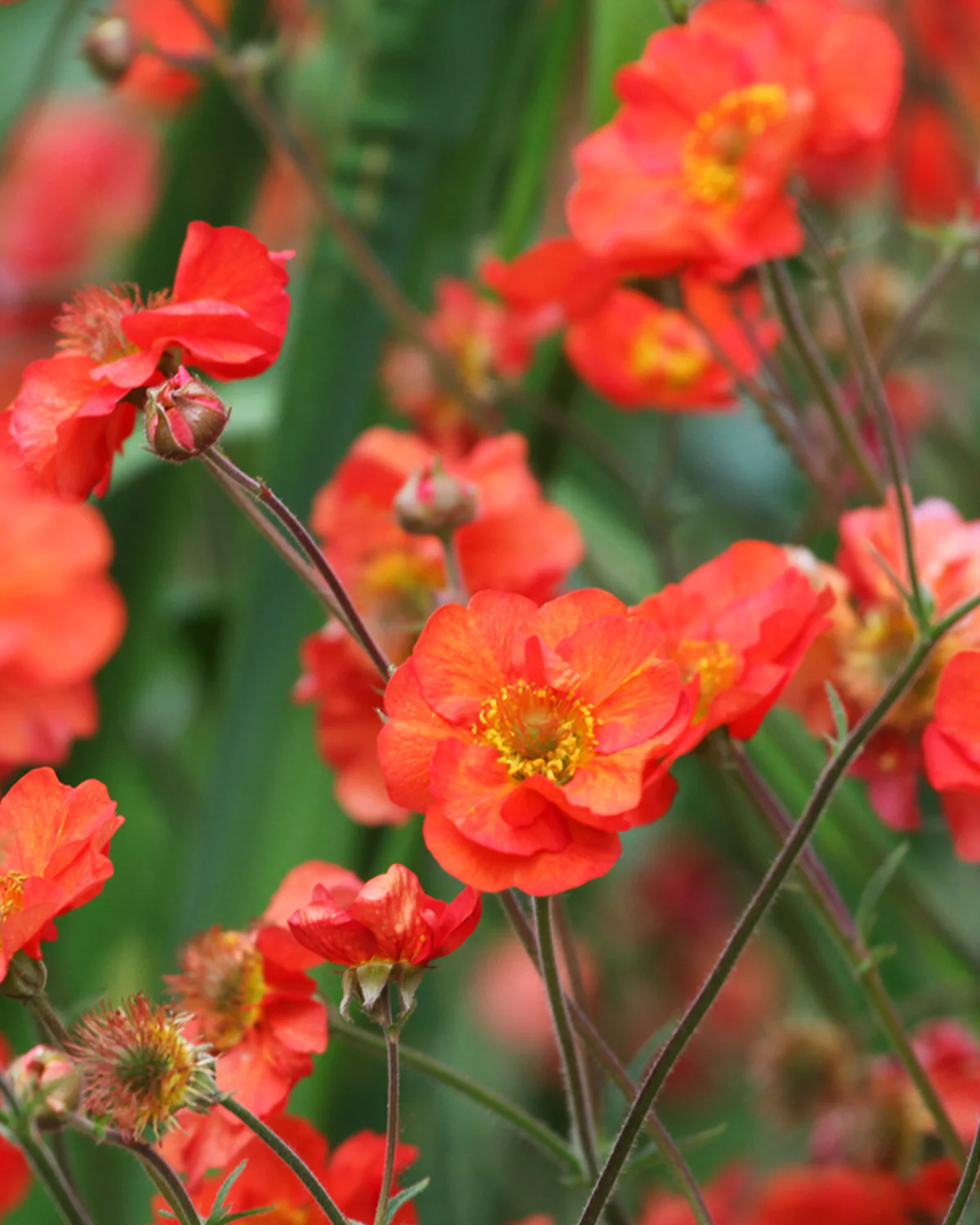 Nellikerod Geum 'Scarlet Tempest' - 12 cm potte - Image 4