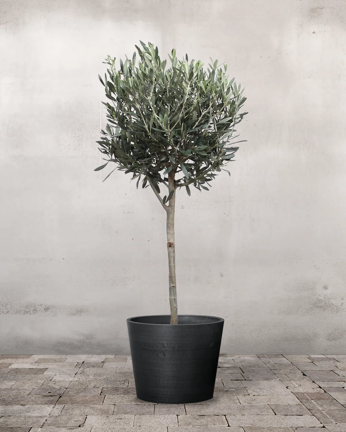 Oliventræ, Olea europaea - 80-110 cm - Image 3