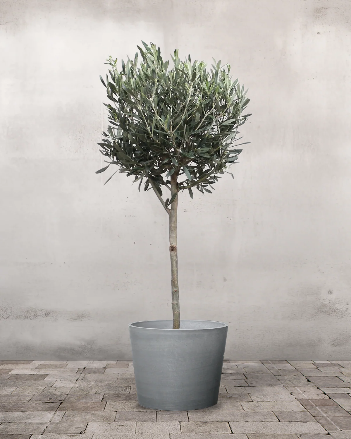 Oliventræ, Olea europaea - 80-110 cm - Image 4