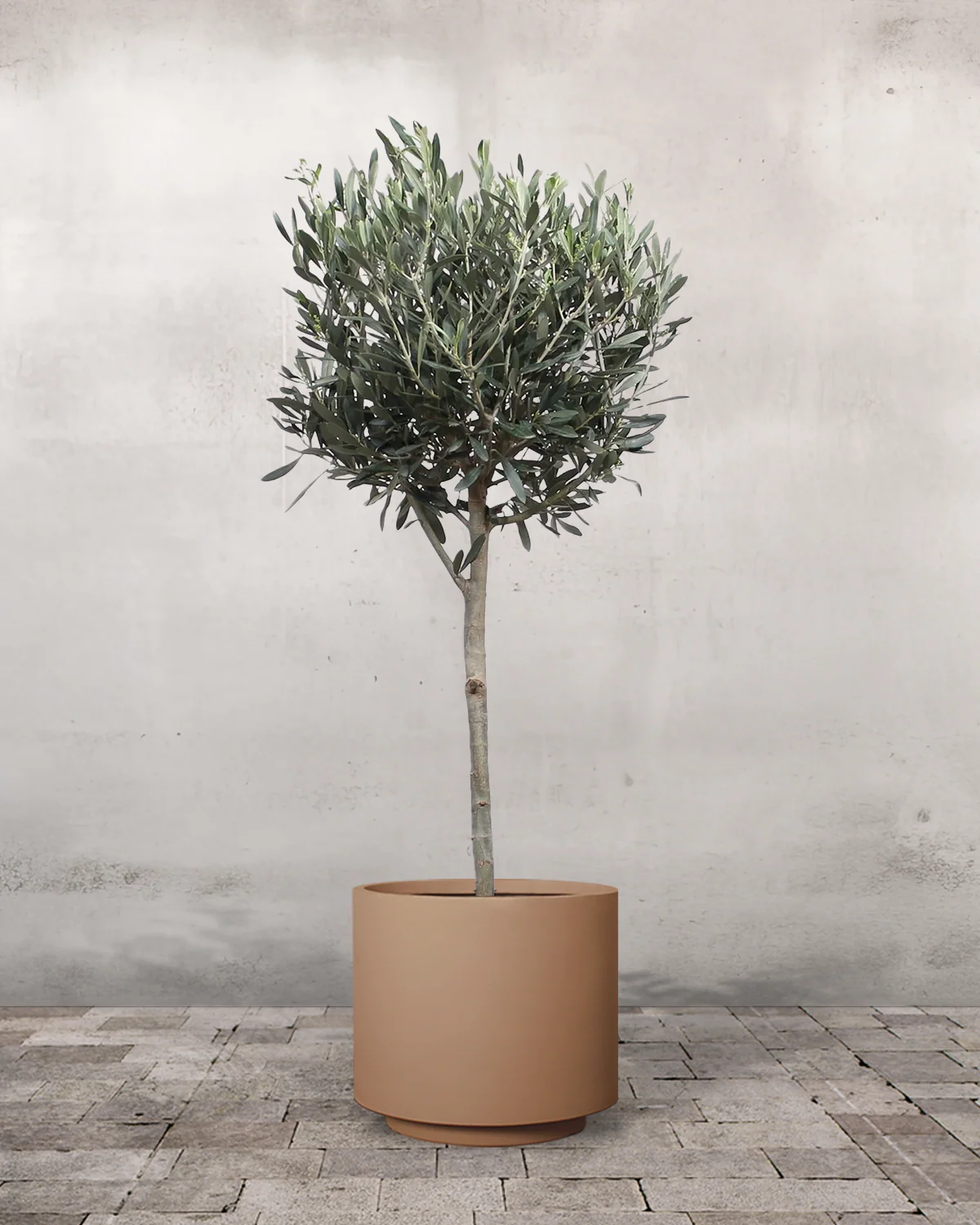 Oliventræ, Olea europaea - 80-110 cm - Image 5