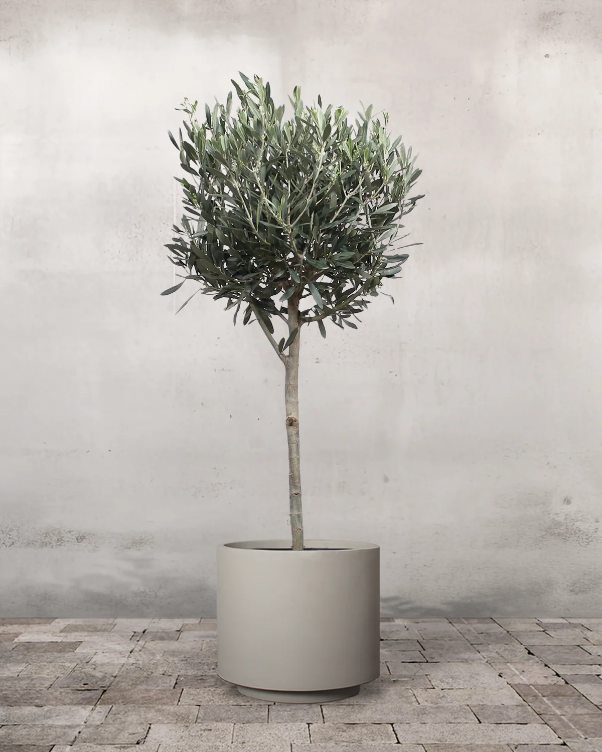 Oliventræ, Olea europaea - 80-110 cm - Image 6