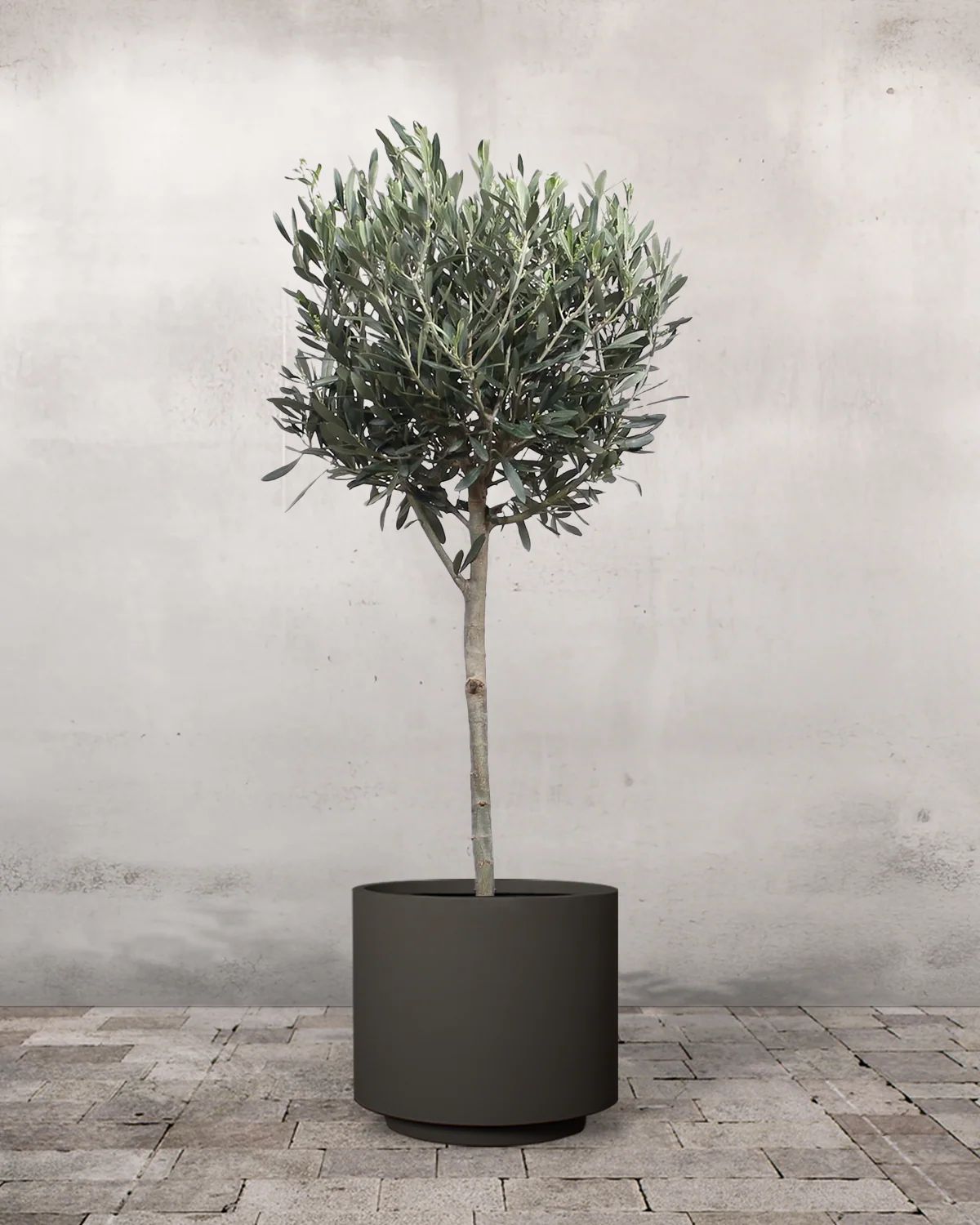 Oliventræ, Olea europaea - 80-110 cm - Image 7