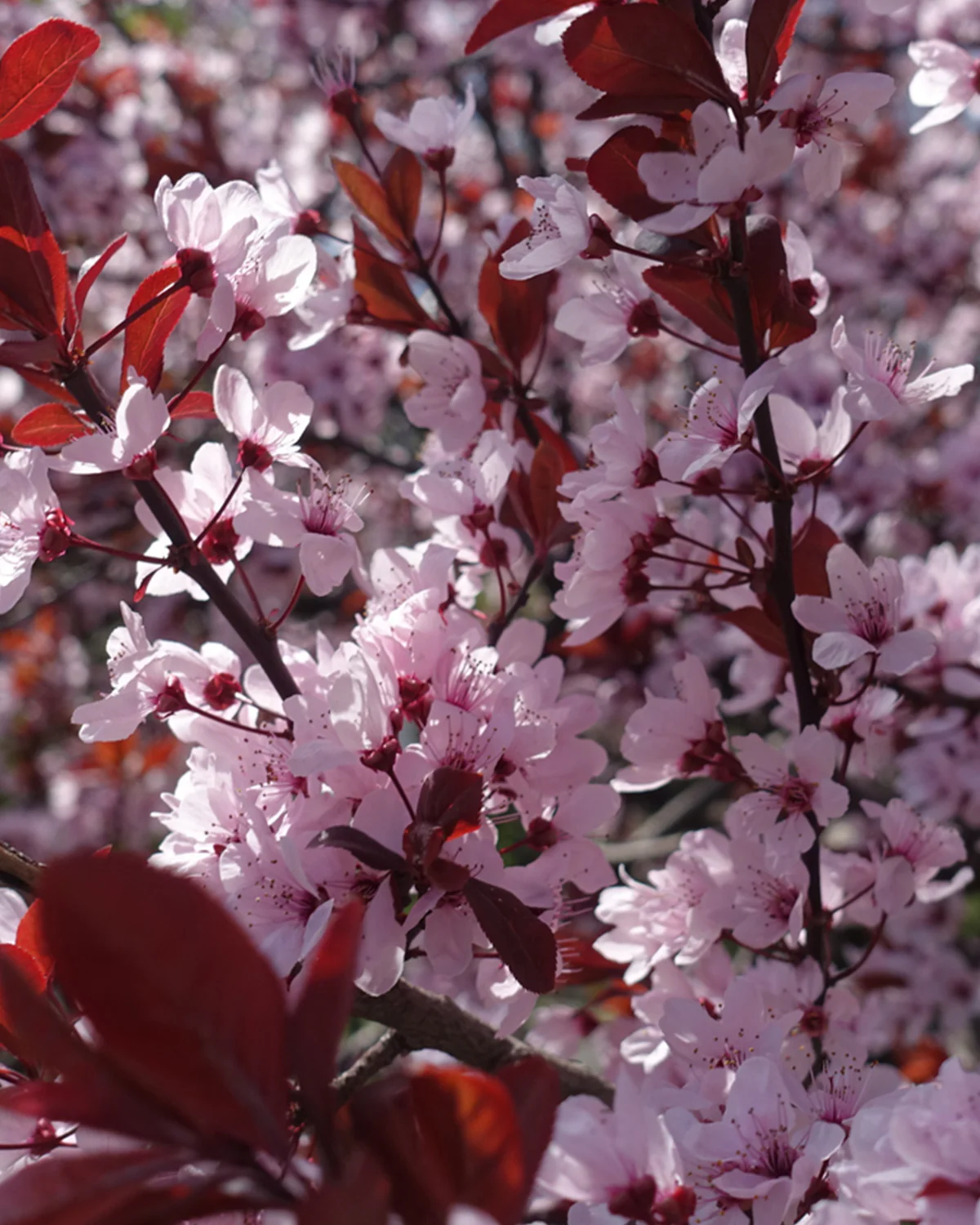 Opstammet Dværg Blodblomme - 90-110 cm - Image 4