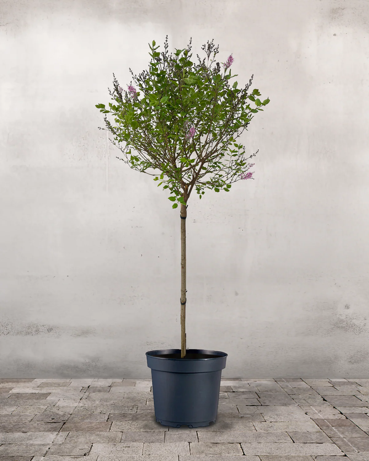 Opstammet Dværgsyren, Syringa 'Dark Purple' - 120-140 cm