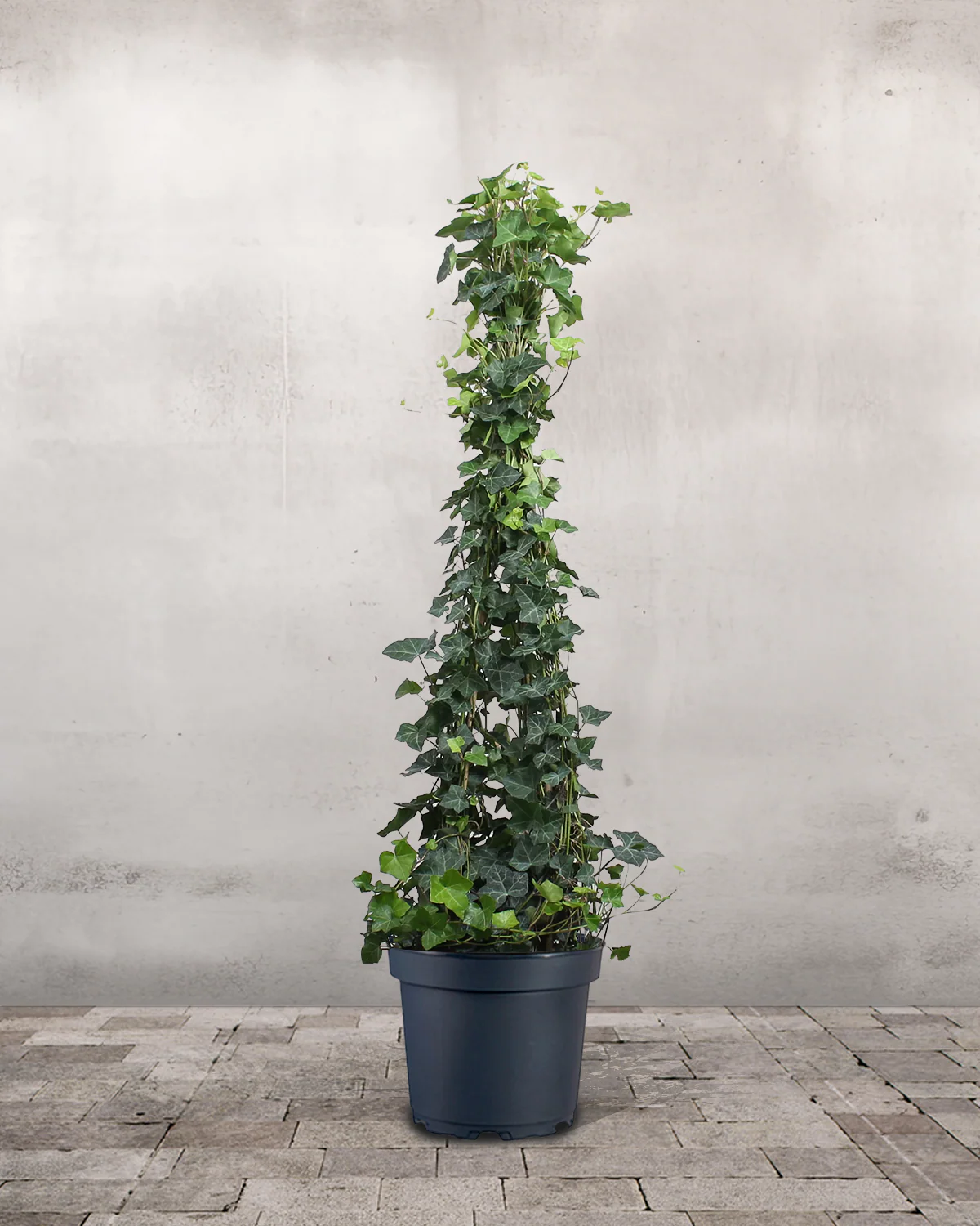 Opstammet Efeu, Hedera helix - 130-150 cm
