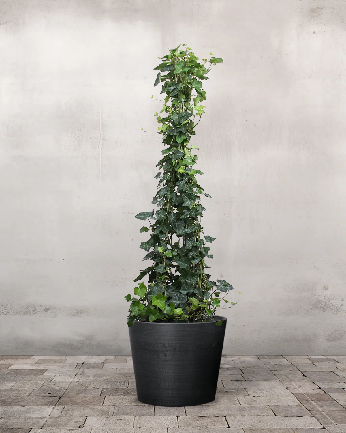 Opstammet Efeu, Hedera helix - 130-150 cm - Image 3