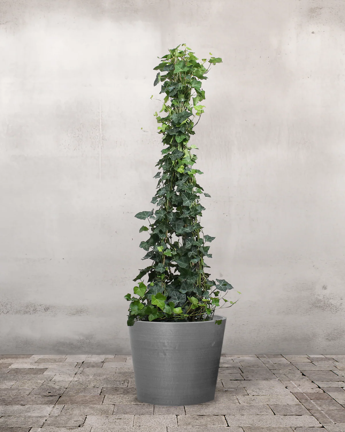 Opstammet Efeu, Hedera helix - 130-150 cm - Image 4