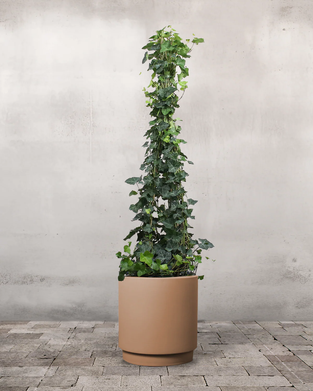 Opstammet Efeu, Hedera helix - 130-150 cm - Image 5