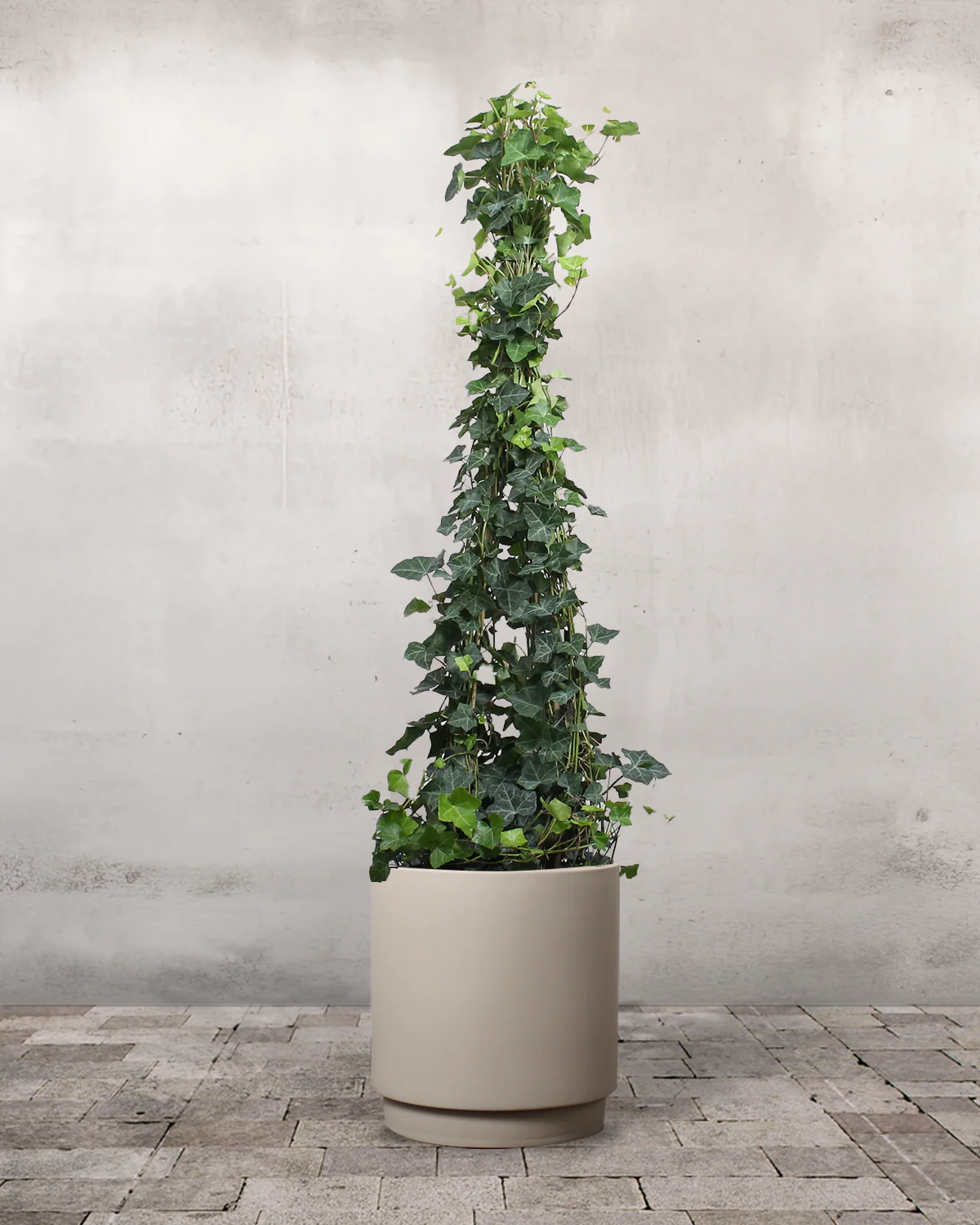 Opstammet Efeu, Hedera helix - 130-150 cm - Image 6