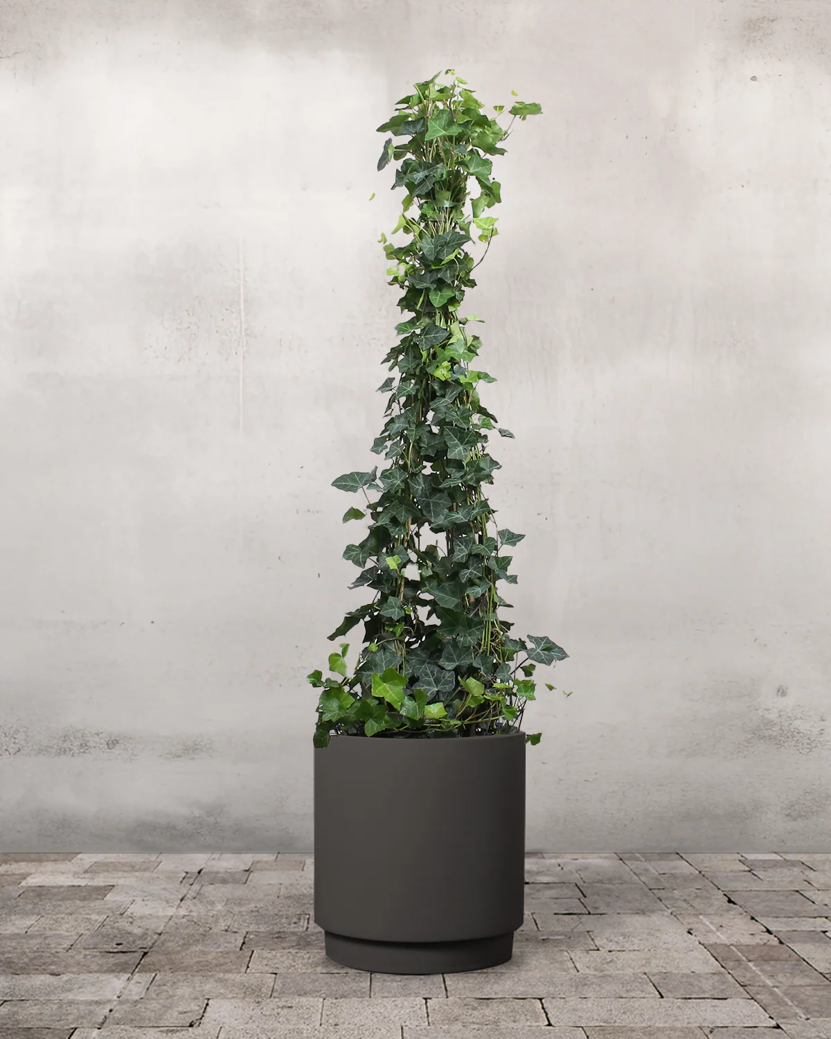 Opstammet Efeu, Hedera helix - 130-150 cm - Image 7