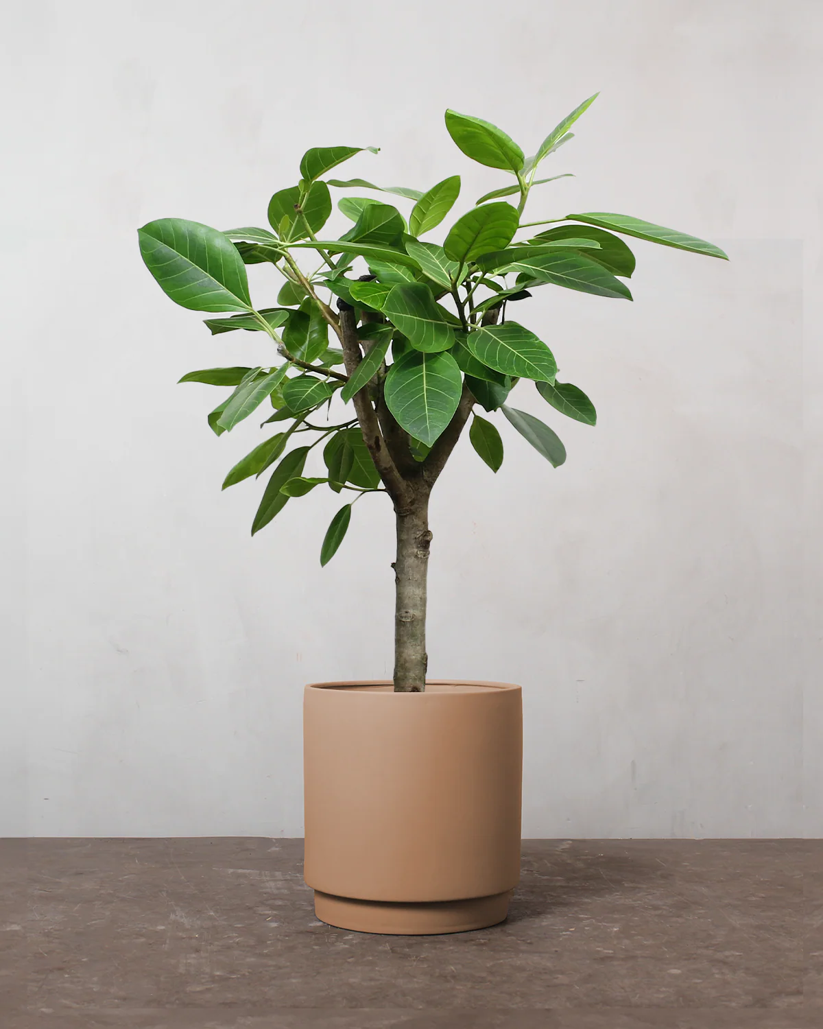 Opstammet Ficus Altissima - 100-120 cm - Image 3